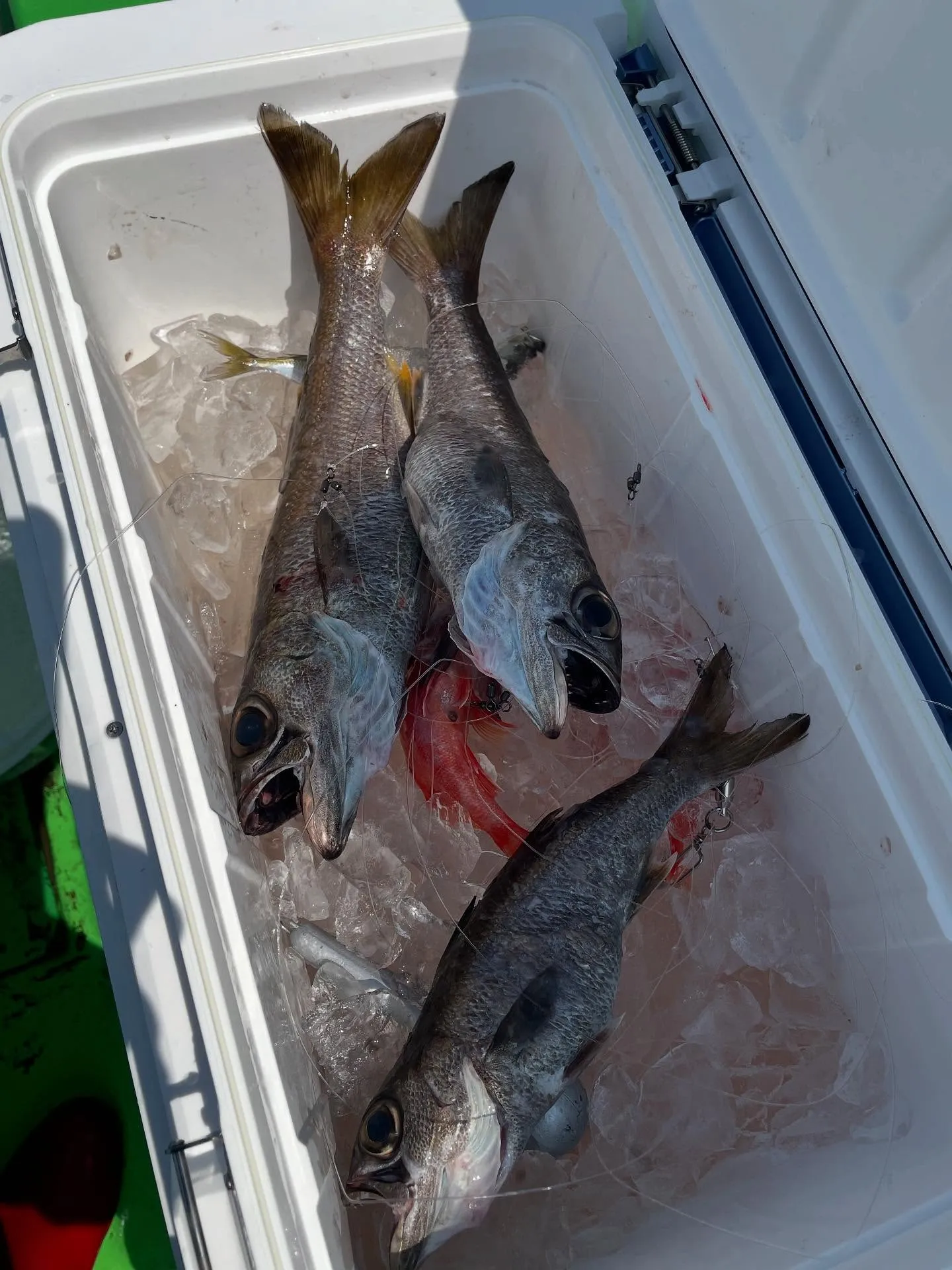 神奈川県の釣船で楽しむクロムツ釣り！海の魅力を満喫しよう