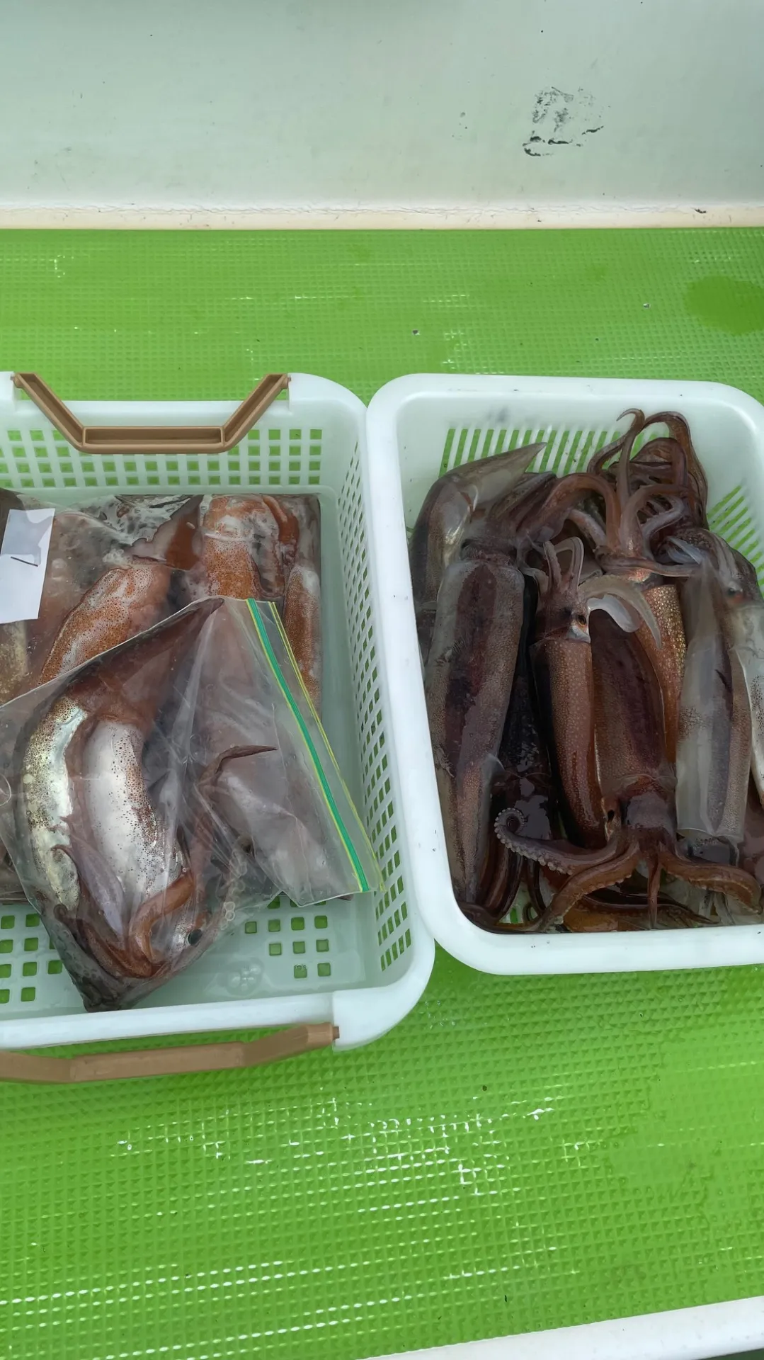 神奈川県の釣船で楽しむスルメイカ釣りの魅力