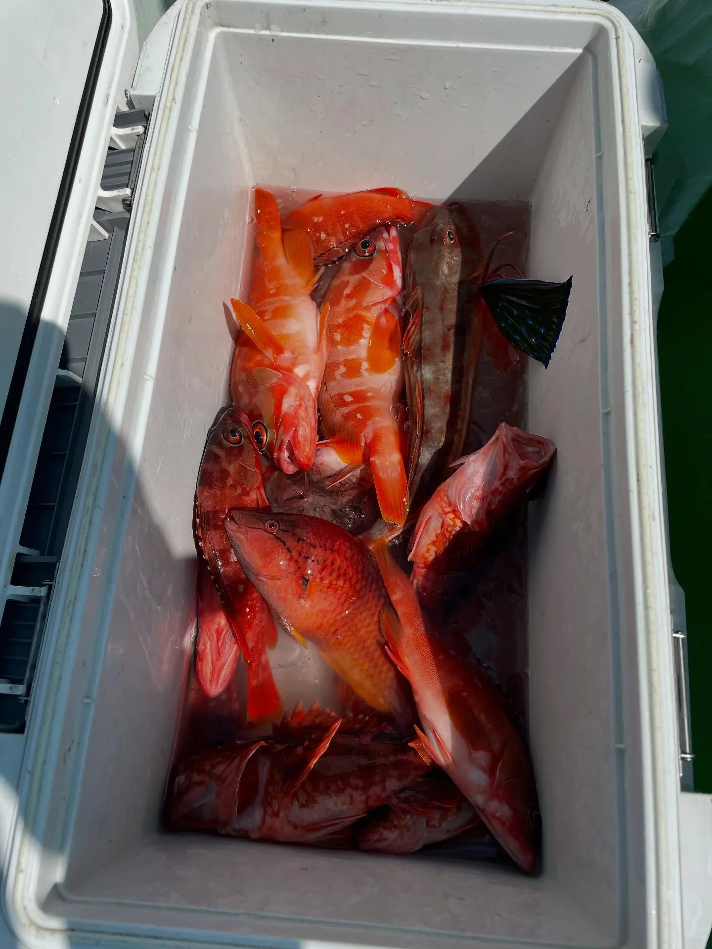 【浅場根魚】