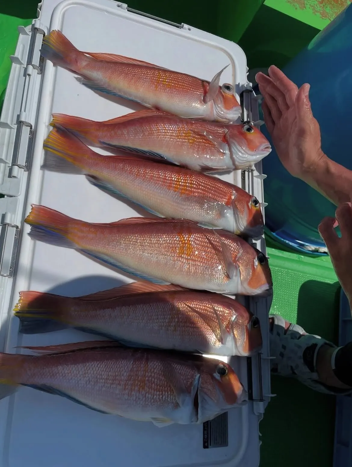🎣✨只今よりスタート！✨🎣