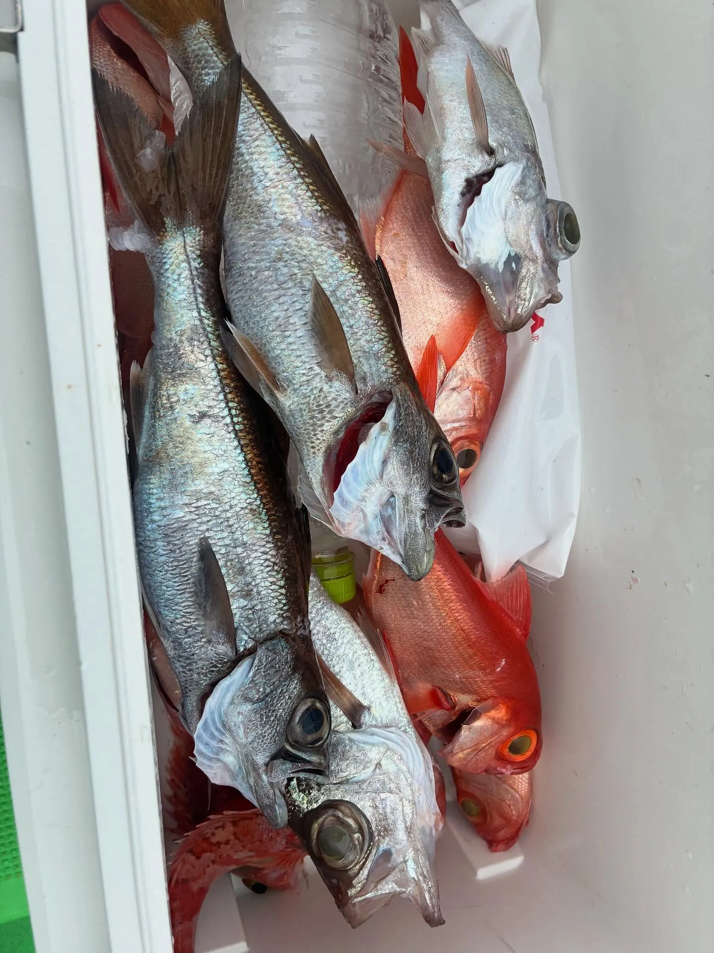【中深海、根魚五目】
