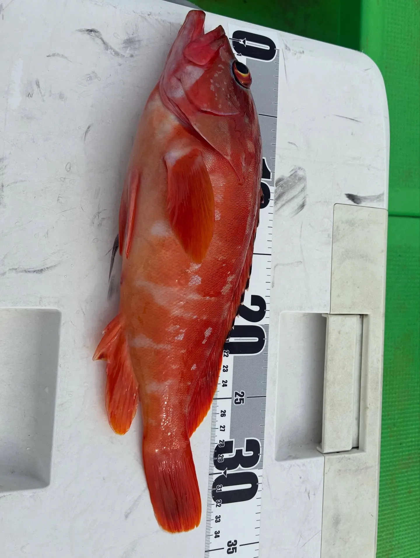 【浅場根魚船】