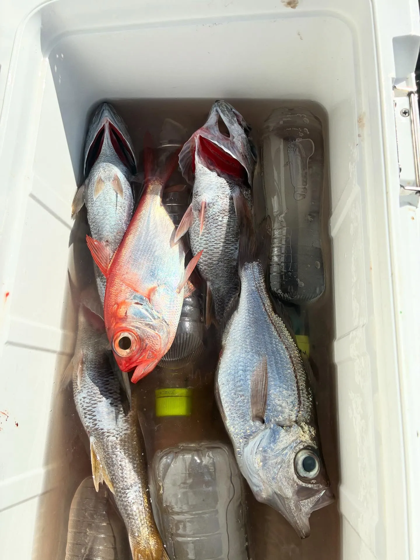 【中深海、根魚五目船】