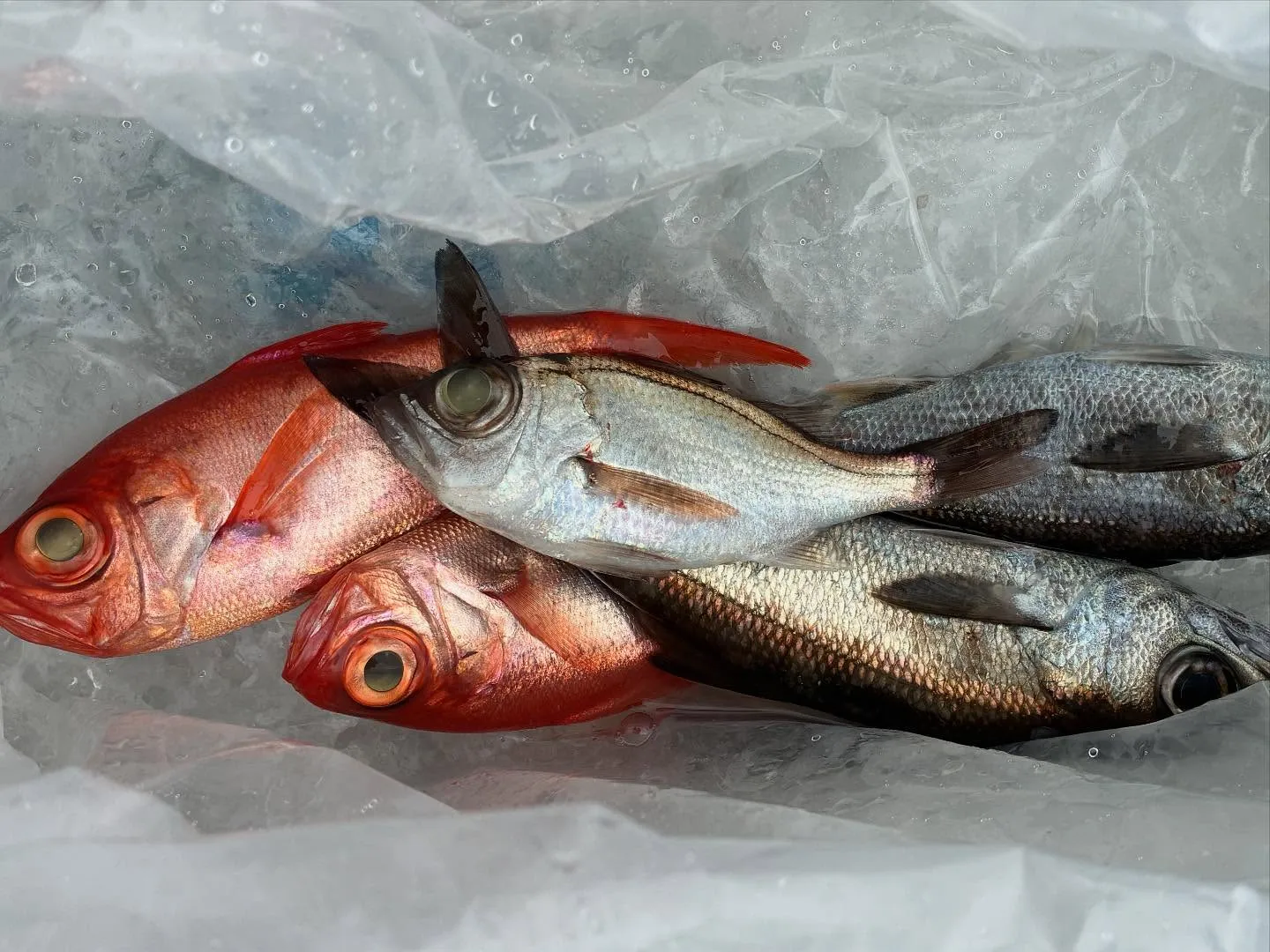 【中深海、根魚五目船】