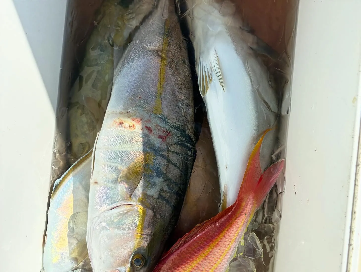 【乗合LT五目船】