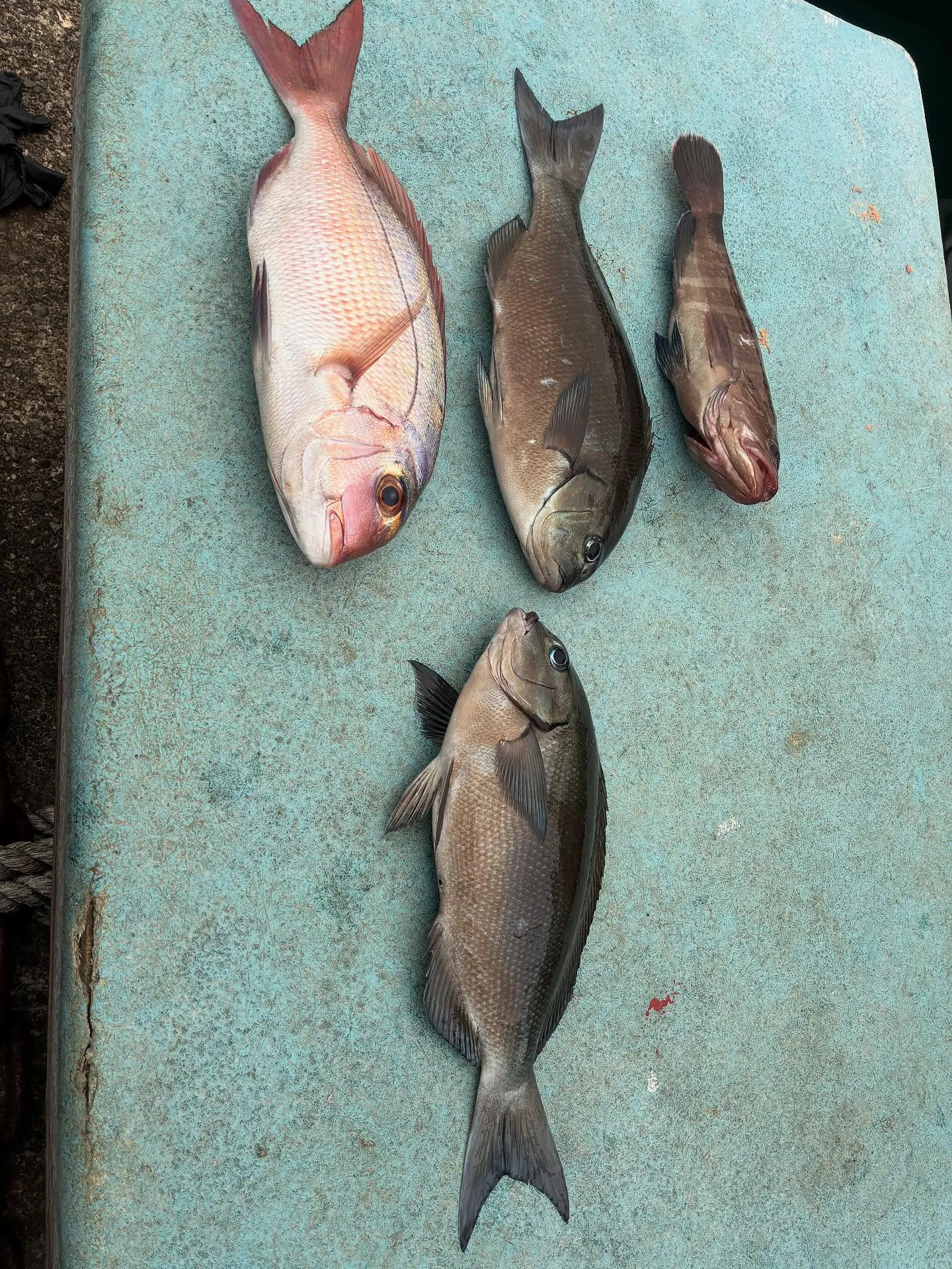 【マダイ船】仕立