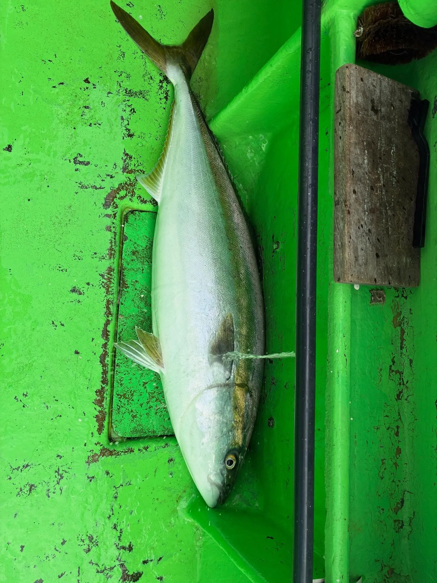 【落とし込み、泳がせ船】