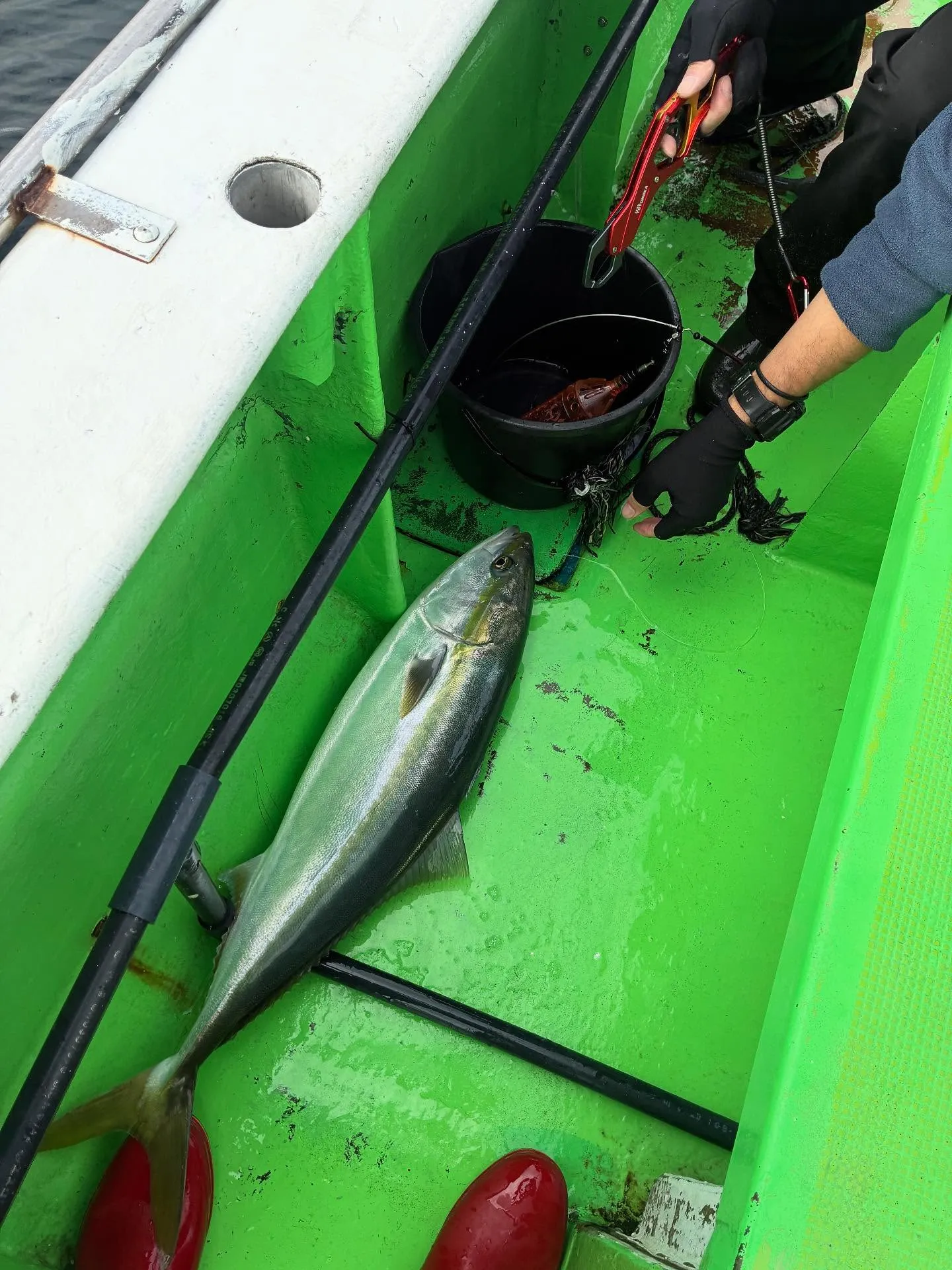 【落とし込み、泳がせ船】