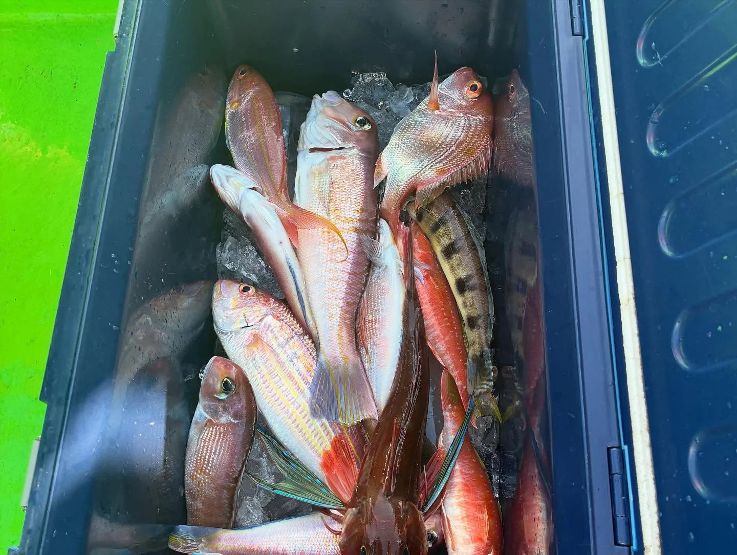 【乗合アマダイ船】