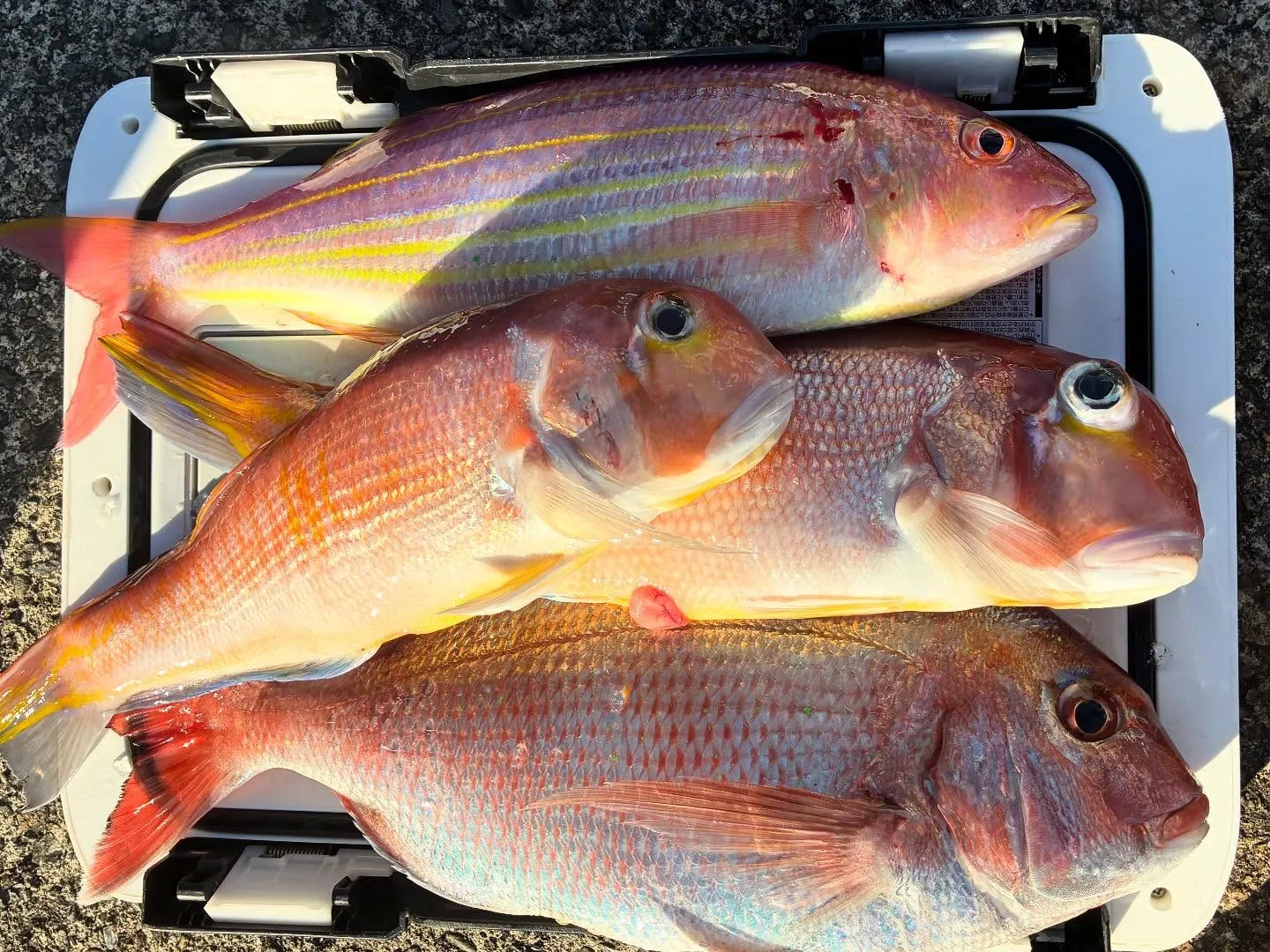 【乗合アマダイ船】