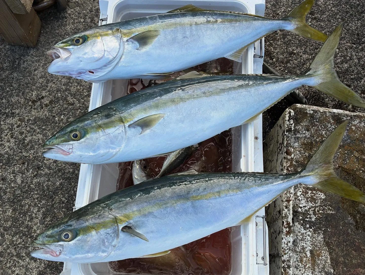 【乗合LT五目船】