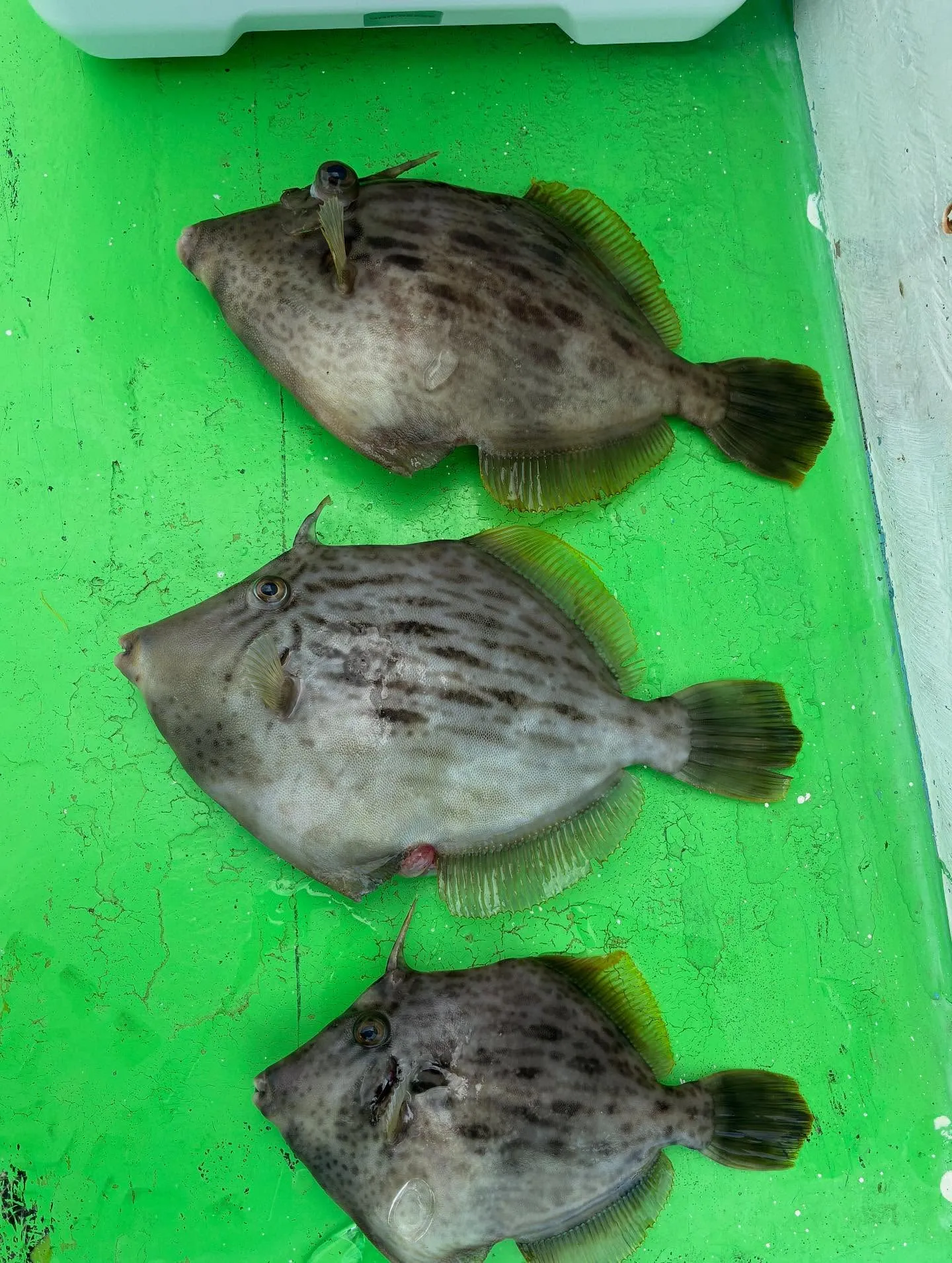 【カワハギ、泳がせ、落とし込みリレー】仕立