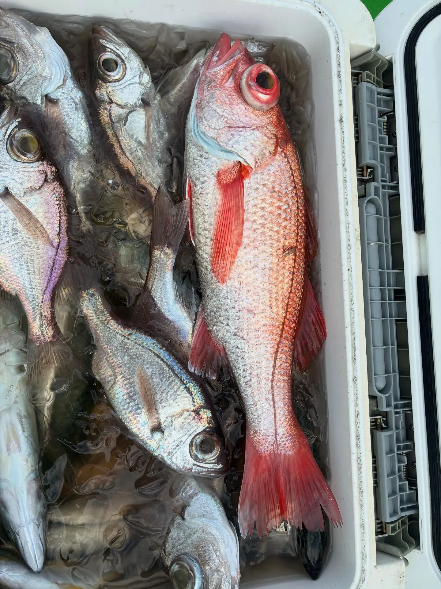 【乗合アカムツ船】