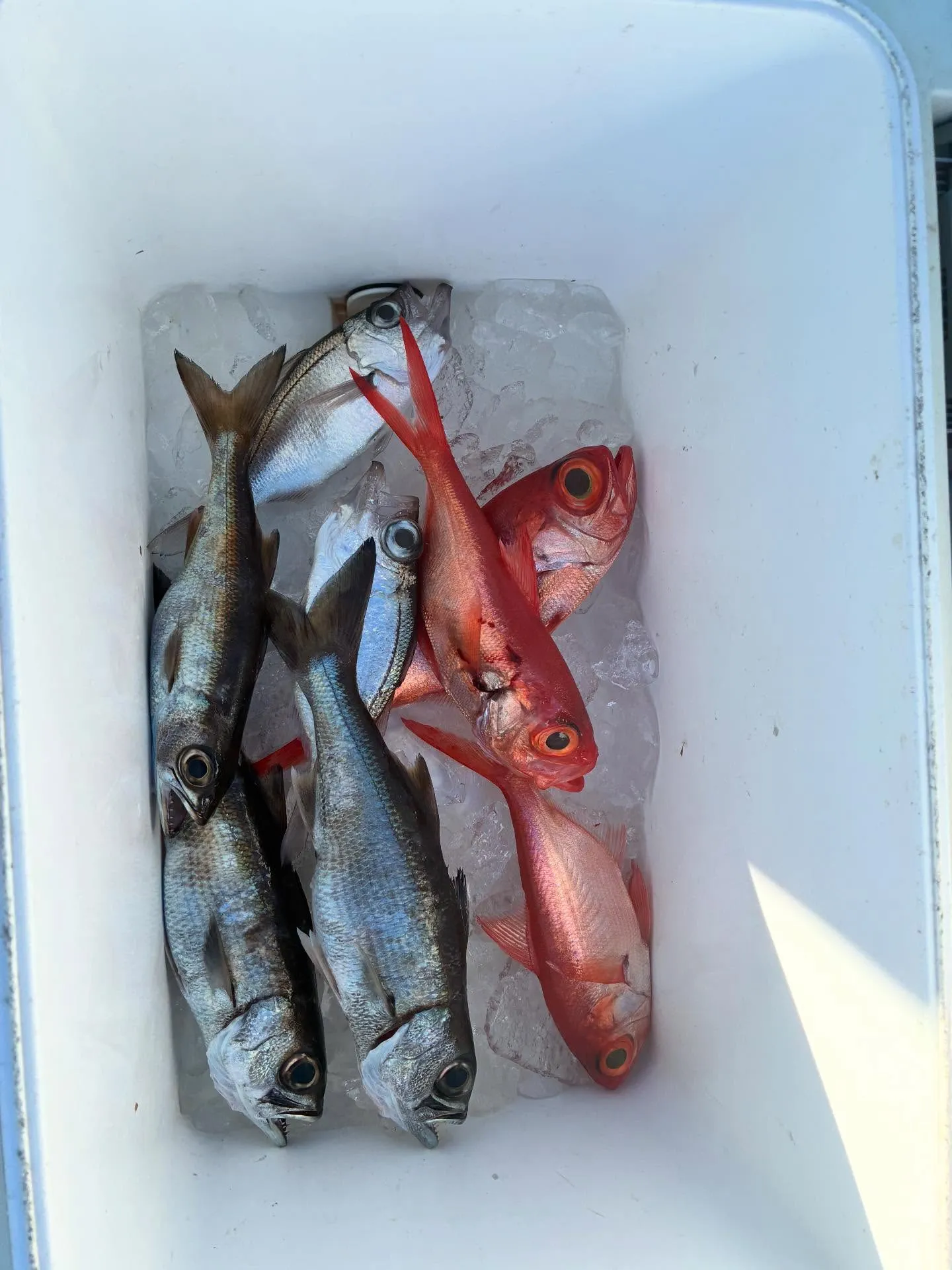 【中深海、根魚五目船】