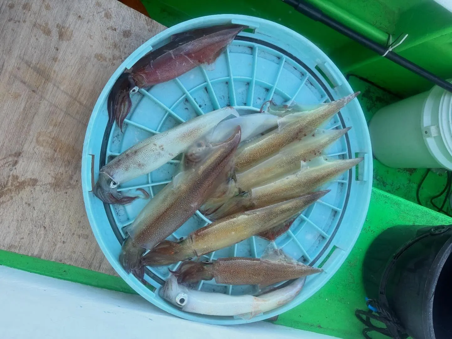 【乗合ヤリイカ船】