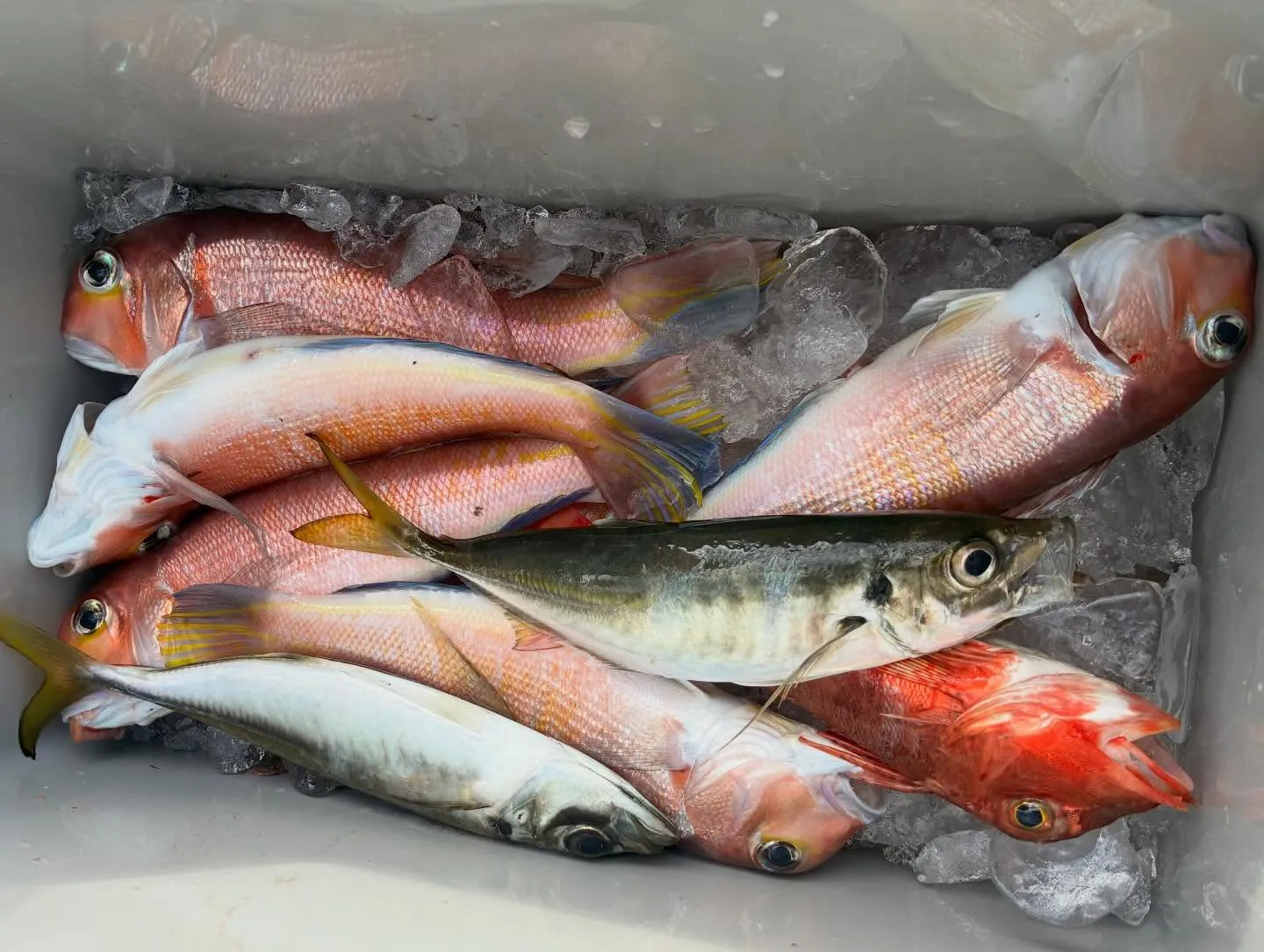 【乗合アマダイ船】