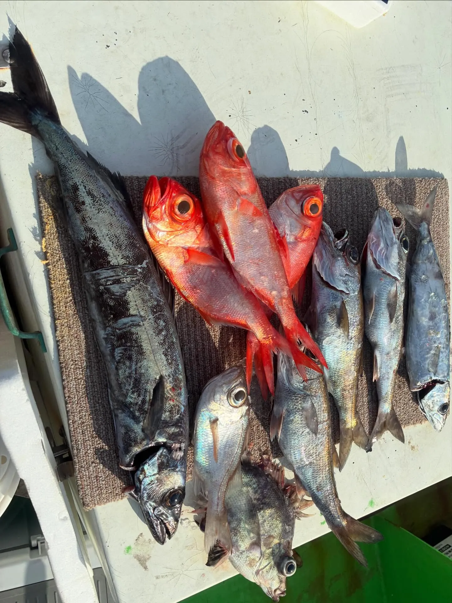 【乗合中深海、根魚五目船】