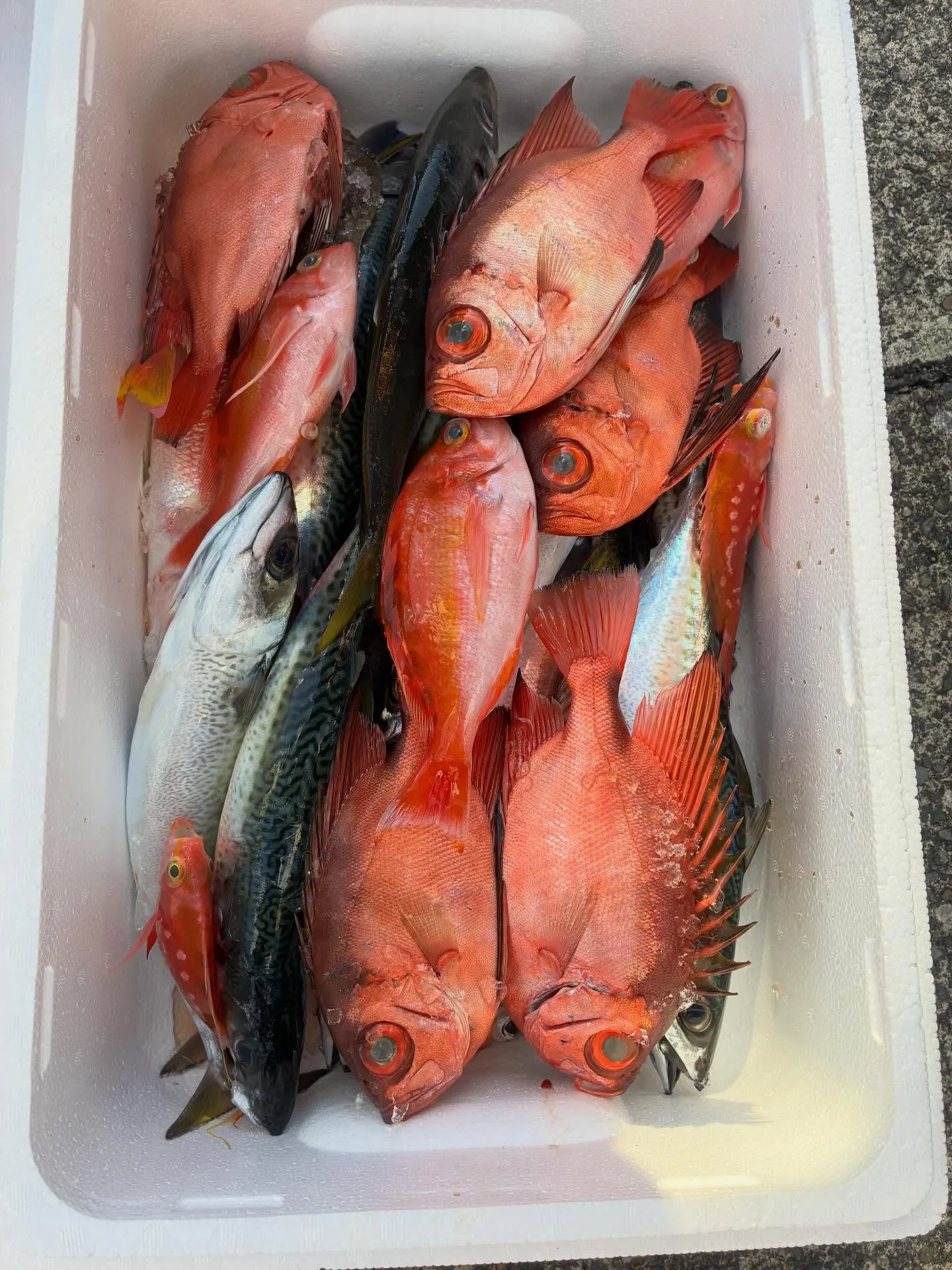 【仕立LT五目船】