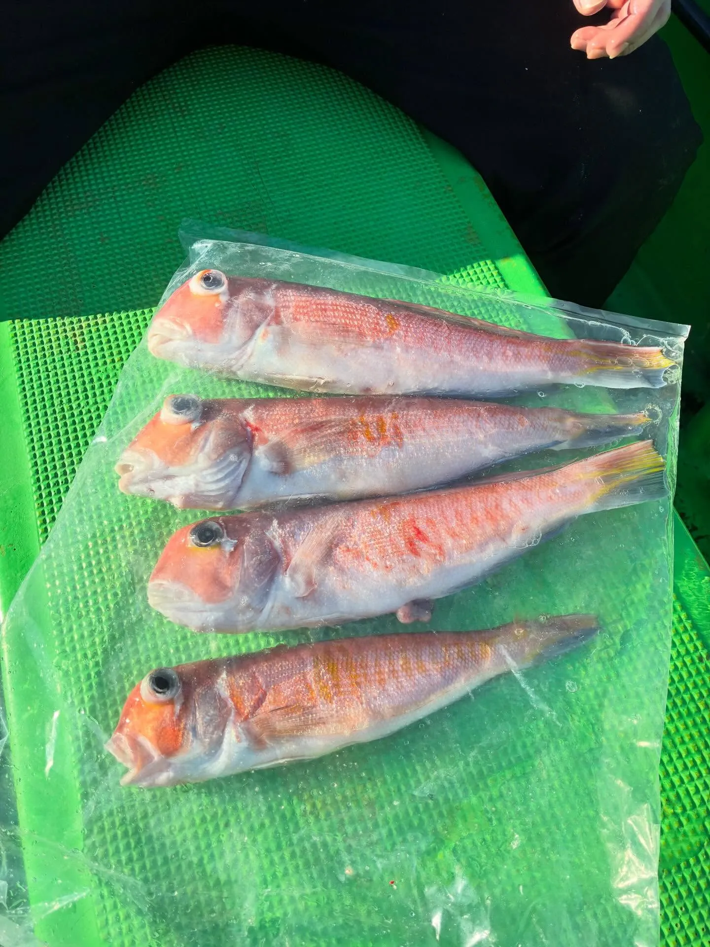 【乗合アマダイ船】