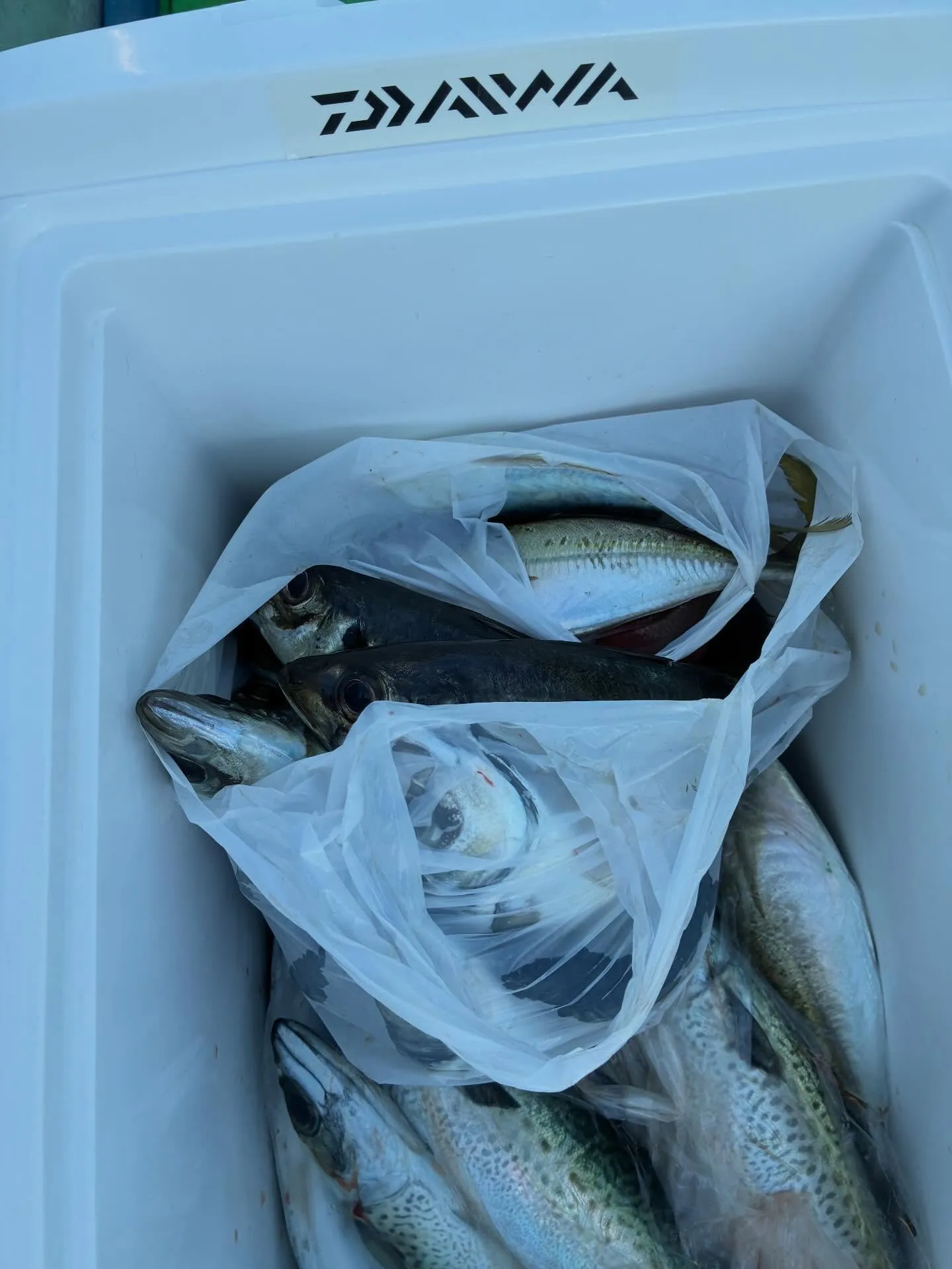 【乗合LT五目船】