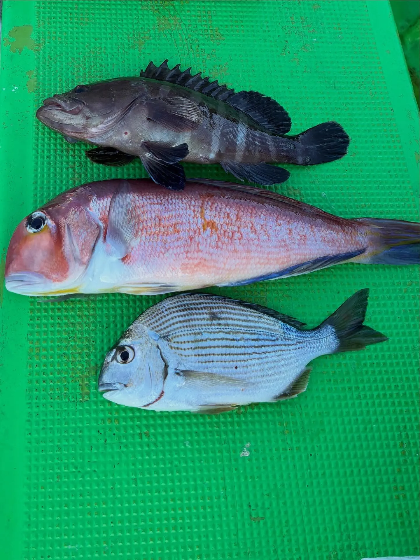 【乗合LT五目船】