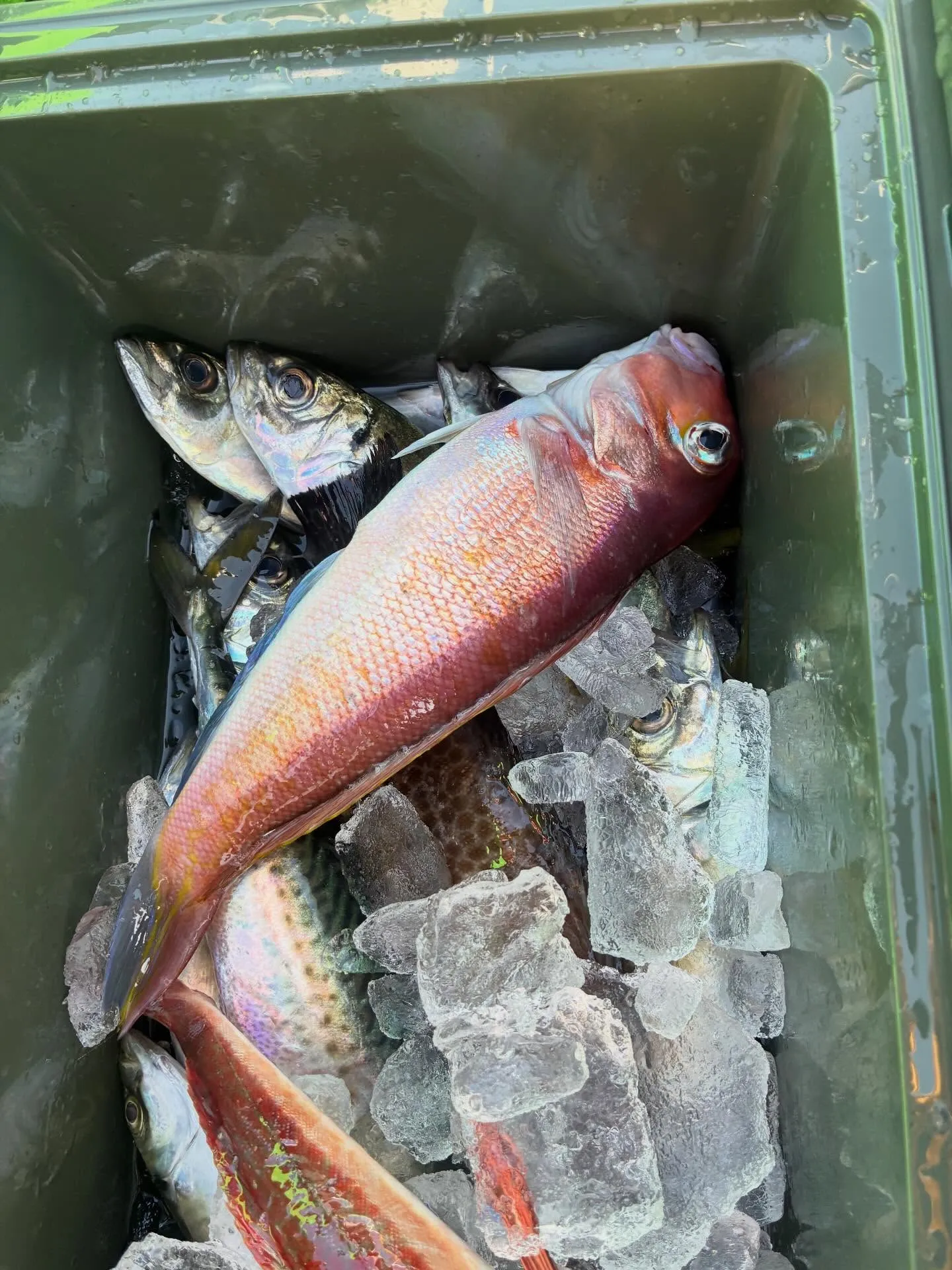 【乗合LT五目船】