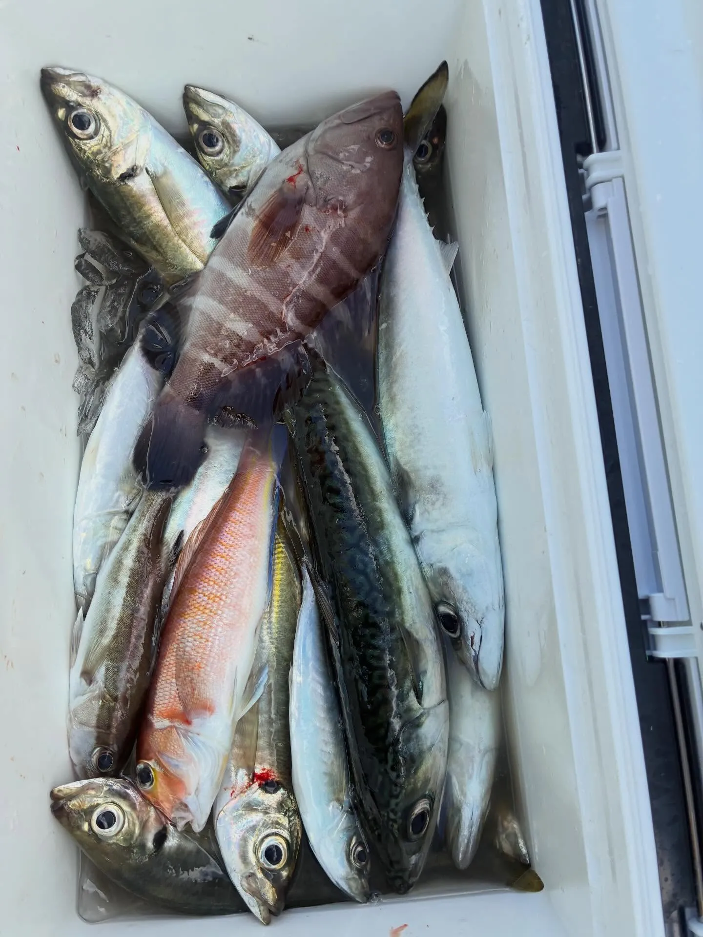 【乗合LT五目船】