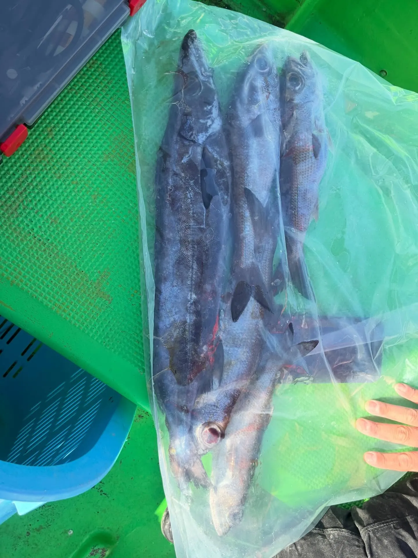 【乗合中深海、根魚五目船】