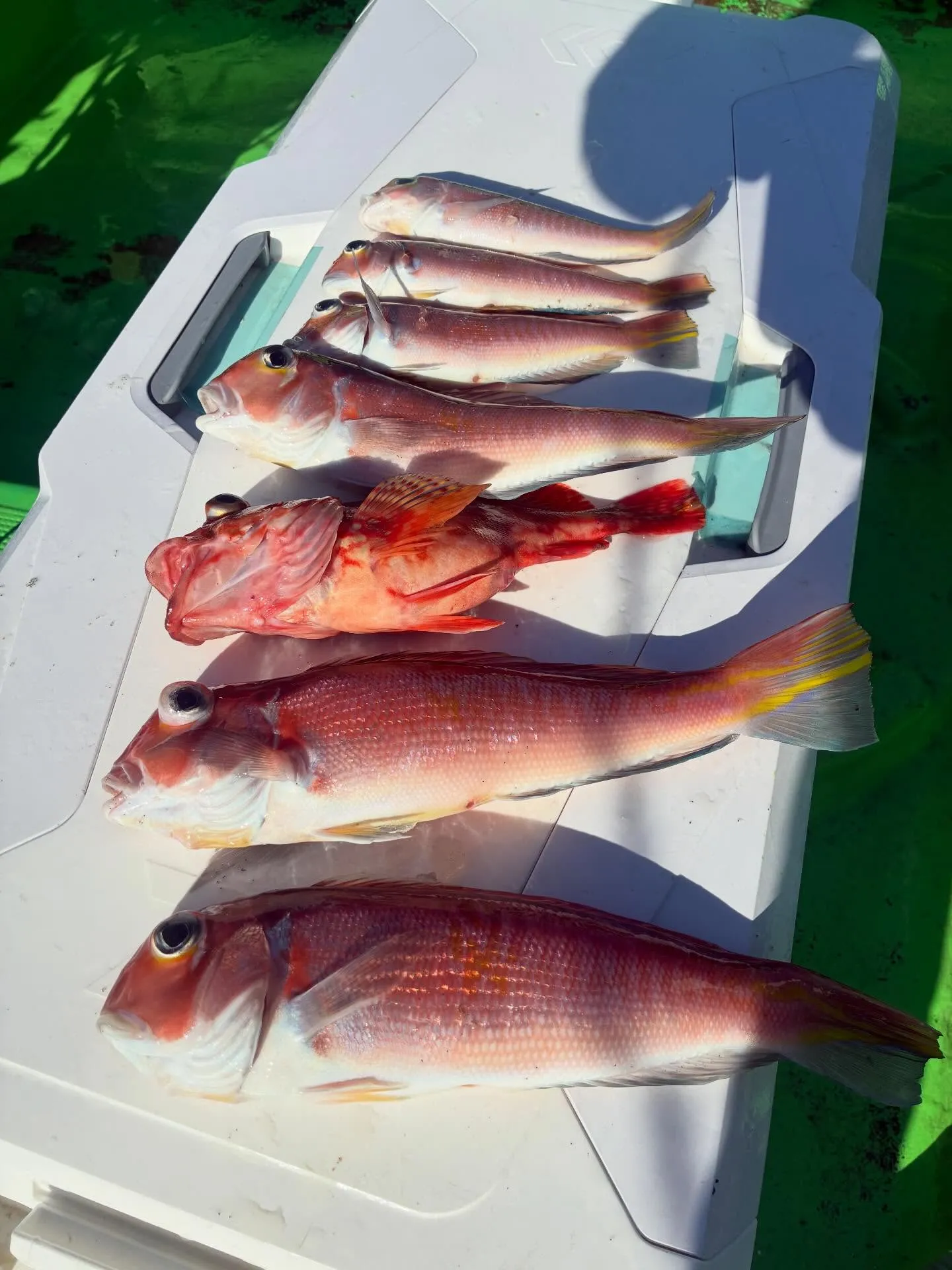 【乗合アマダイ船】