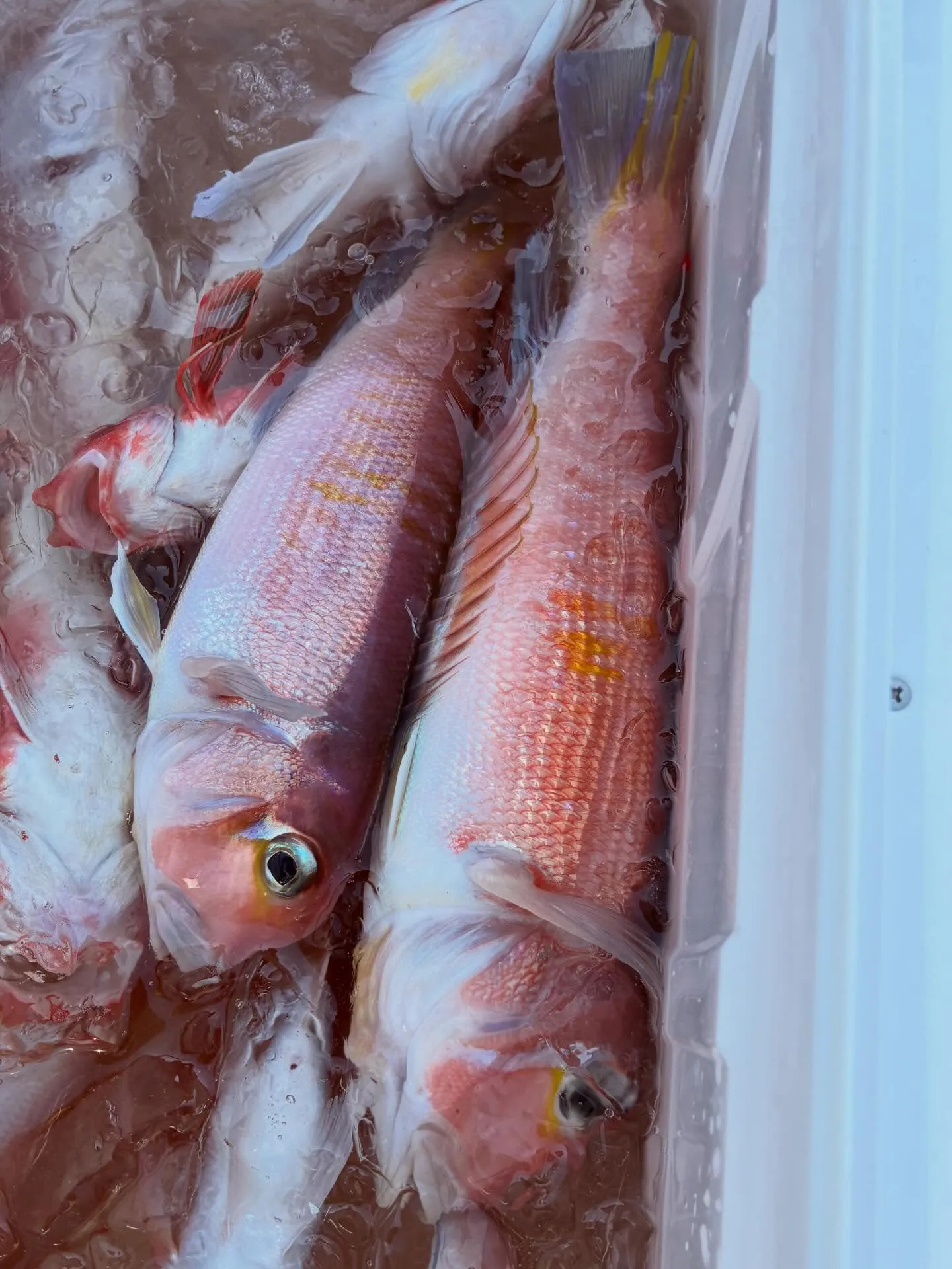 【仕立アマダイ船】