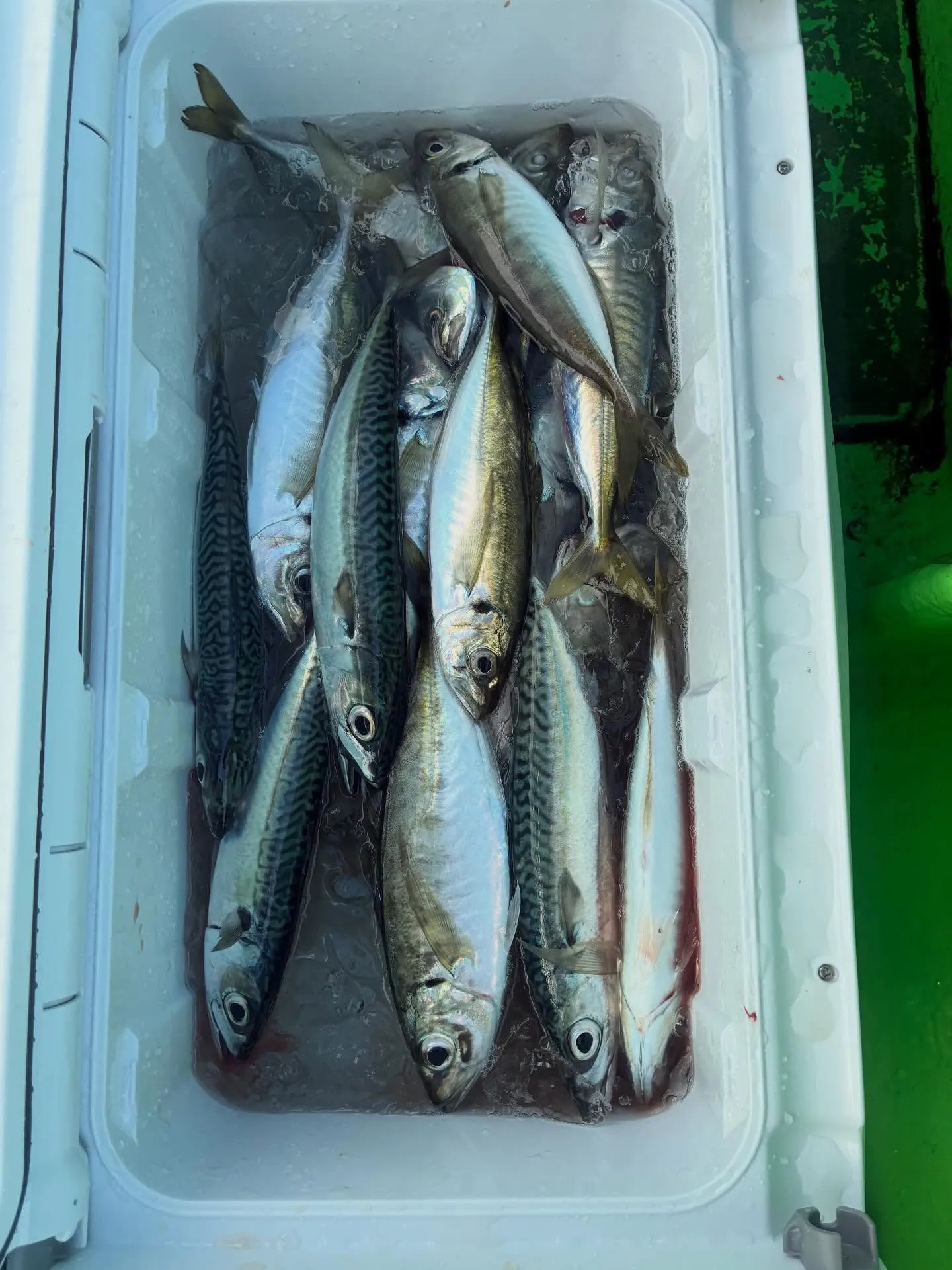 【乗合LT五目船】