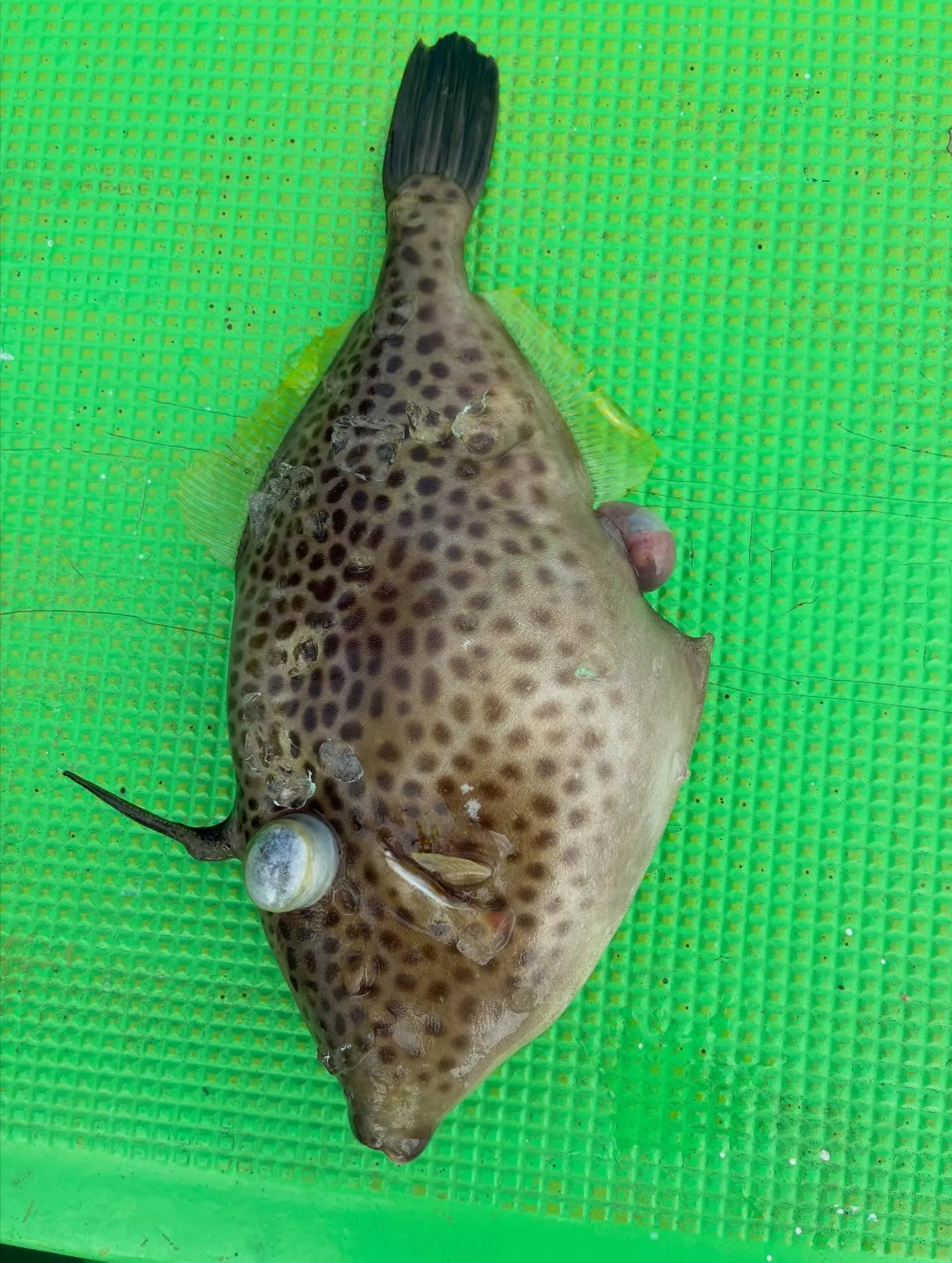 【乗合LT五目船】