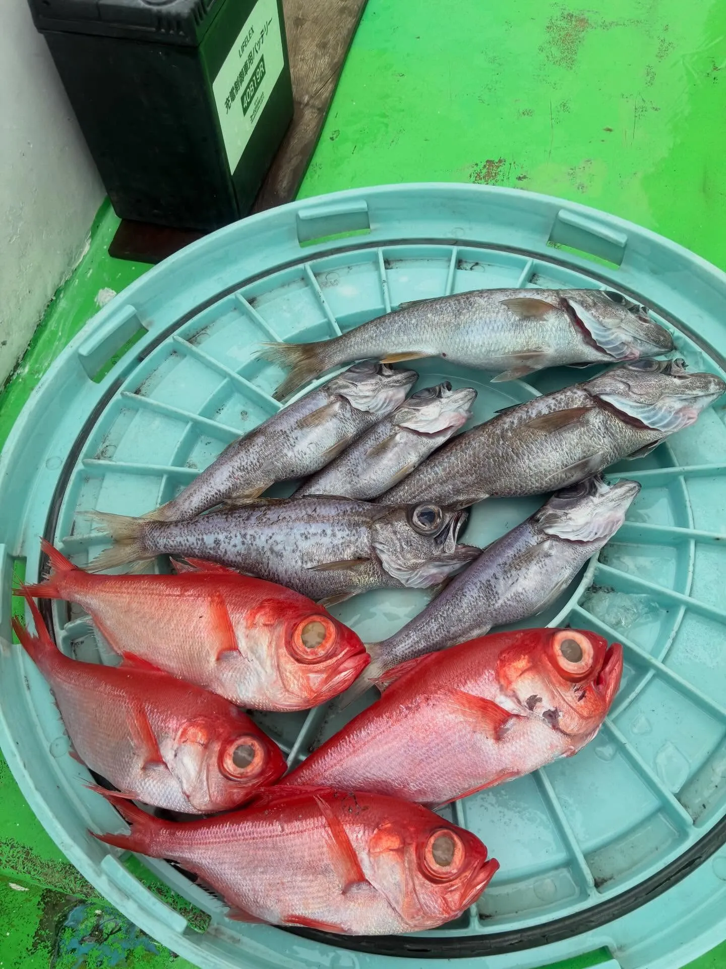 【乗合中深海、根魚五目船】