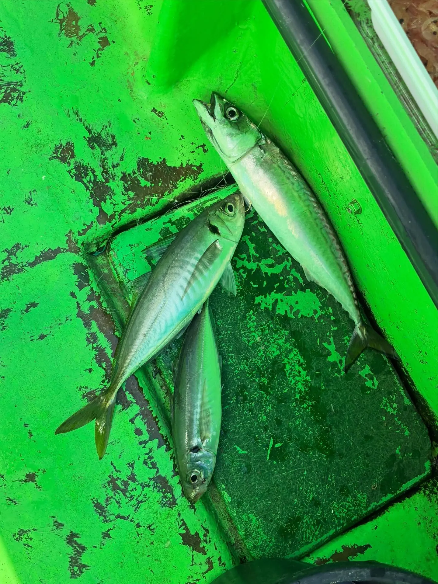 【仕立LT五目船】