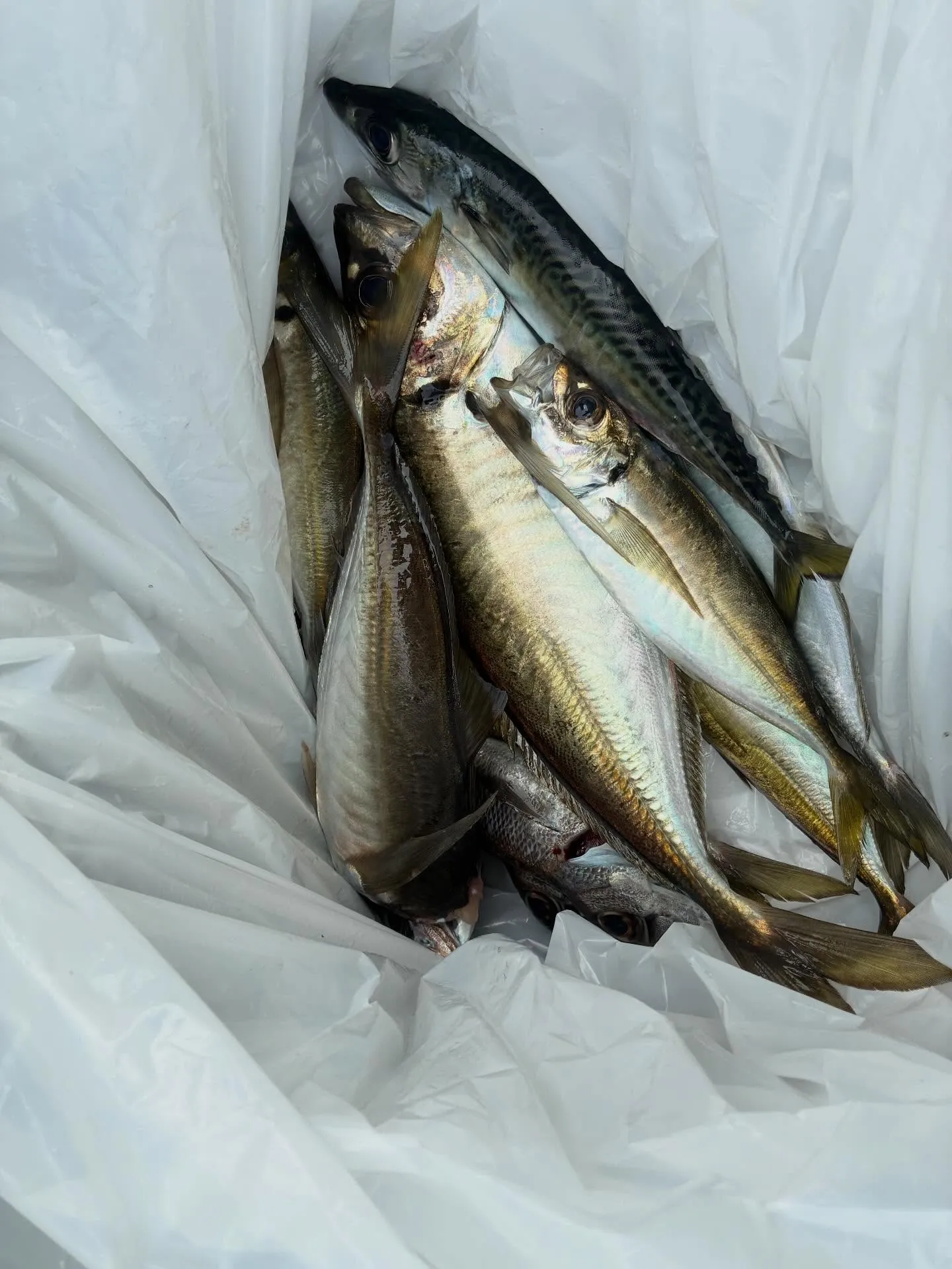 【仕立LT五目船】