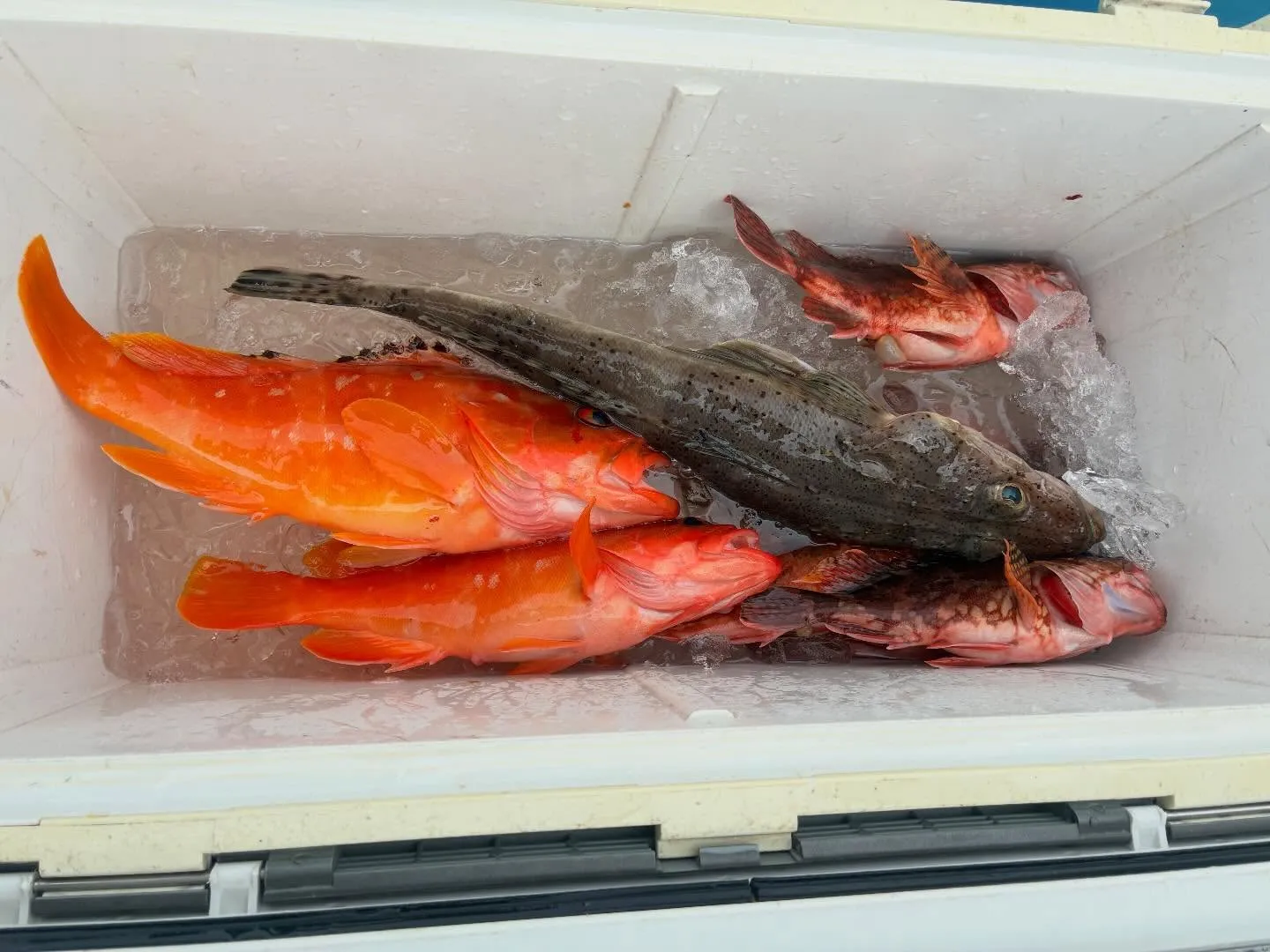 【乗合浅場根魚船】