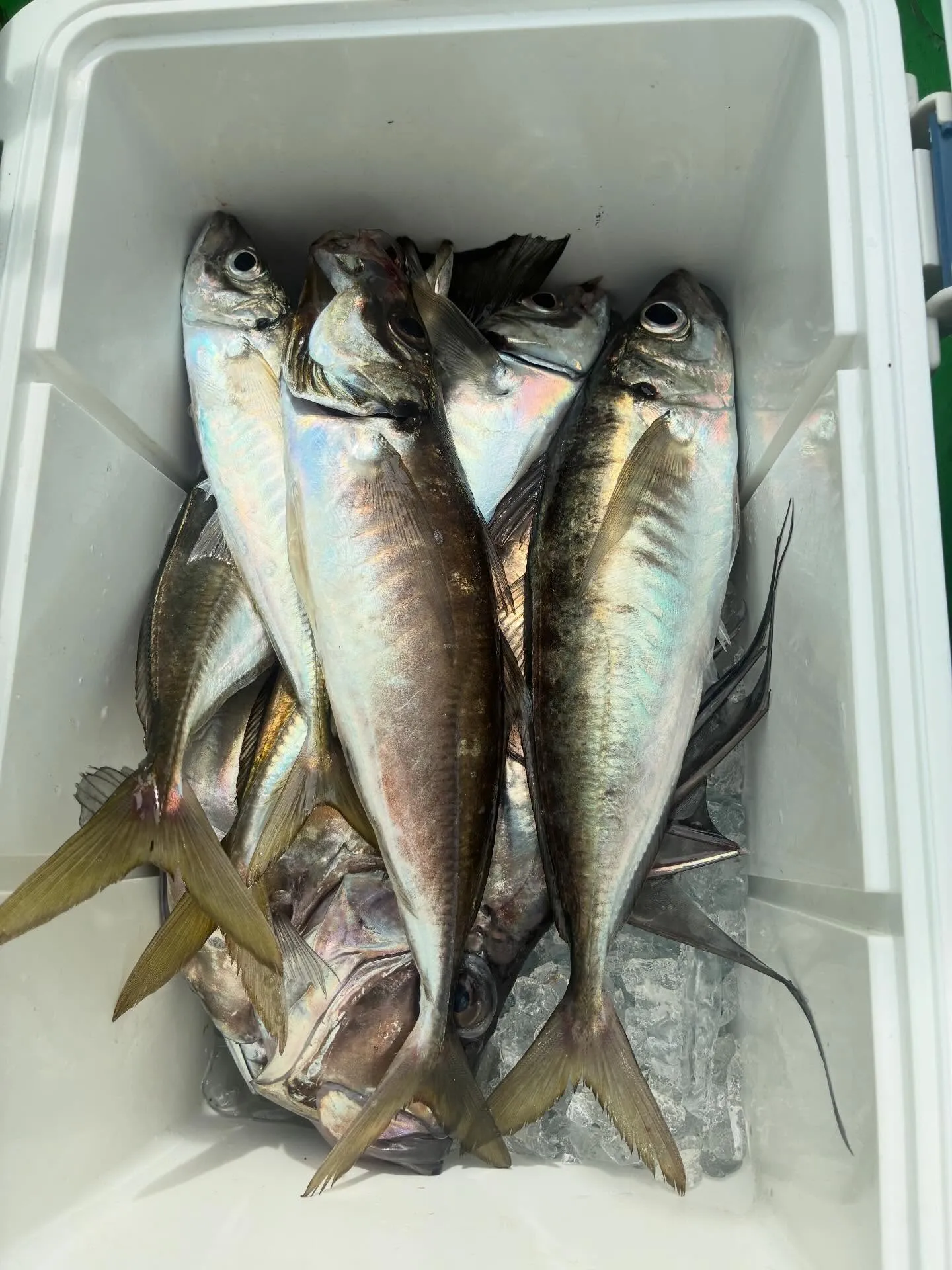 4/21(火)【ヤリイカ〜アジ】