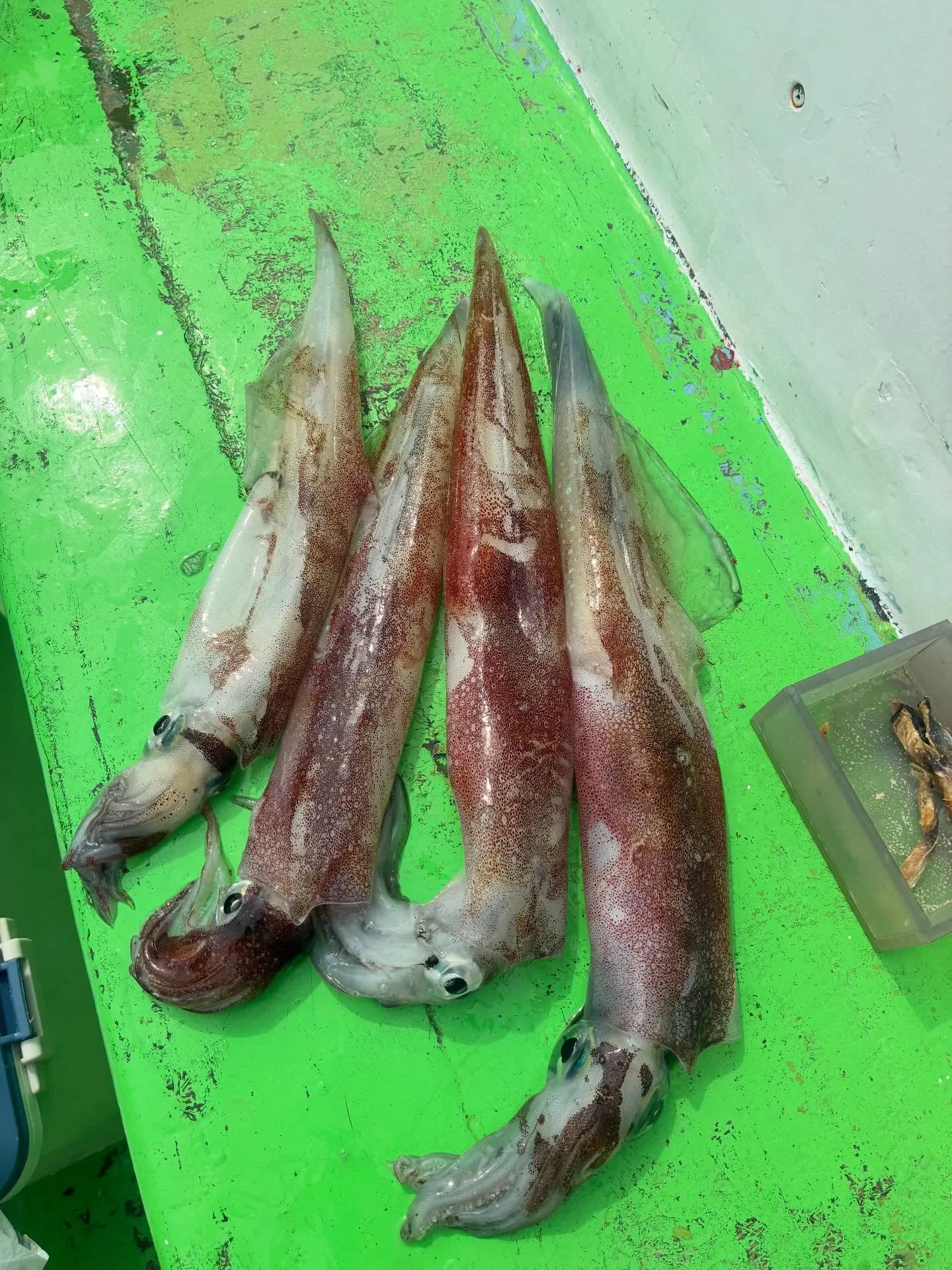 4/21(火)【ヤリイカ〜アジ】