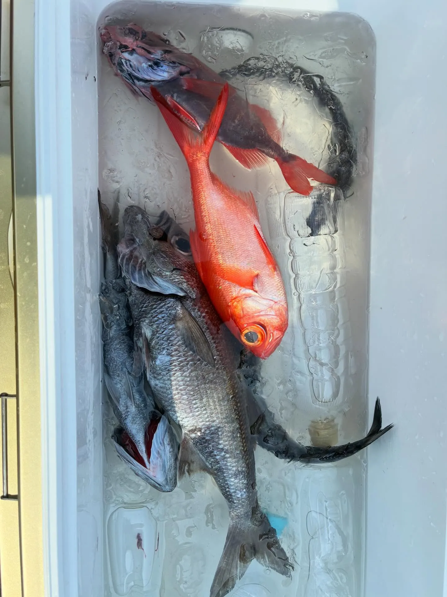 【仕立　中深海、根魚五目船】
