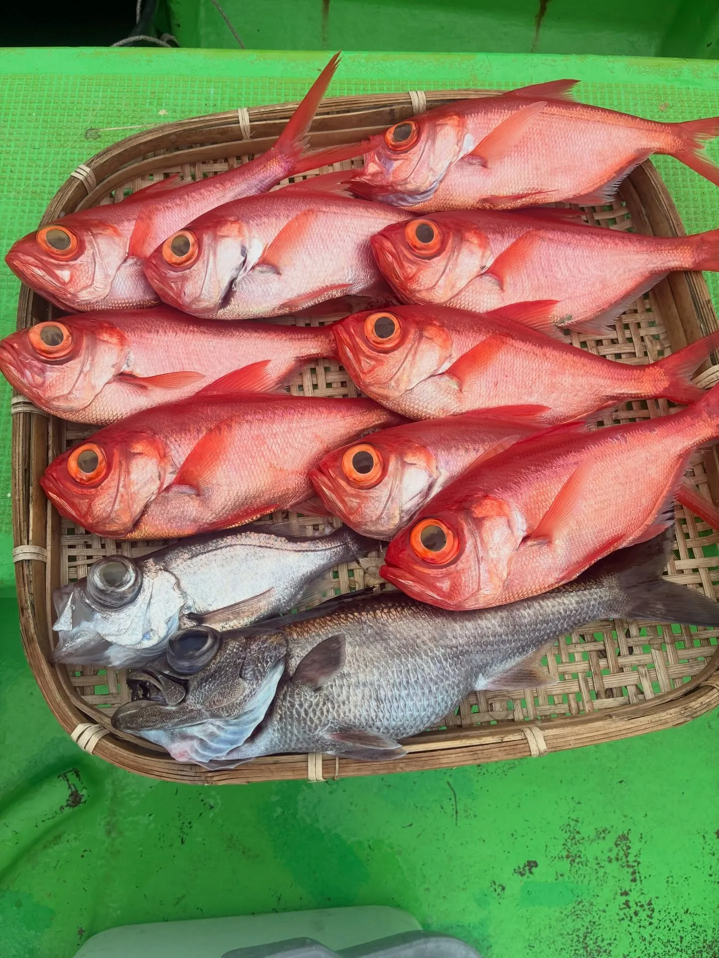 【乗合中深海〜浅場根魚】