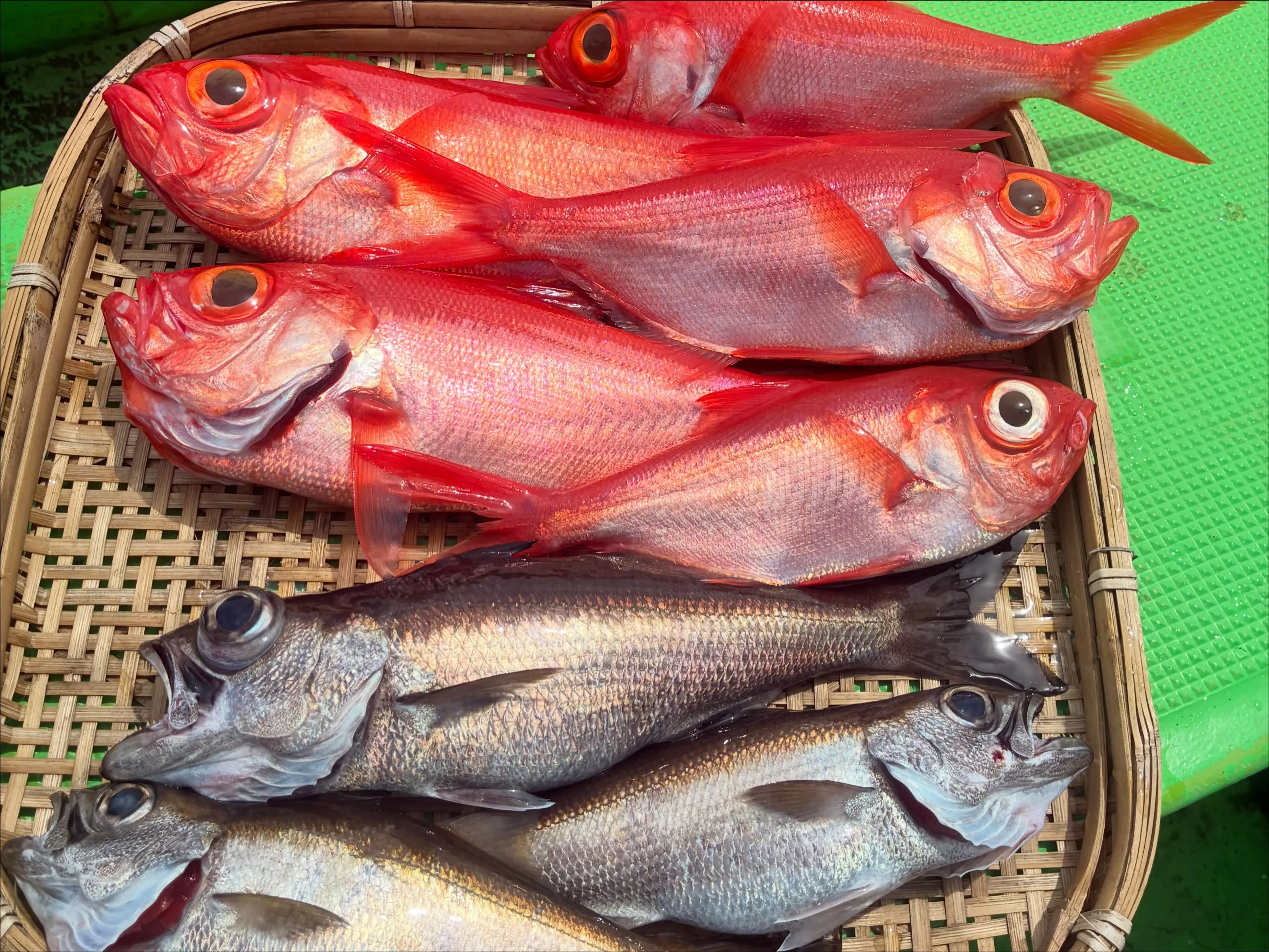 【乗合中深海、根魚五目】