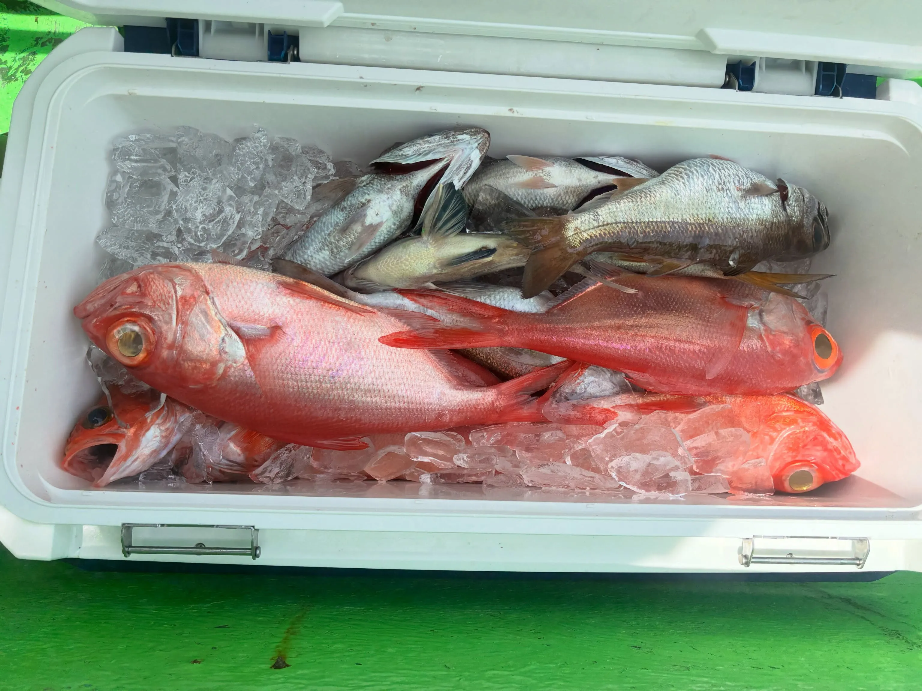 【乗合中深海、根魚五目】