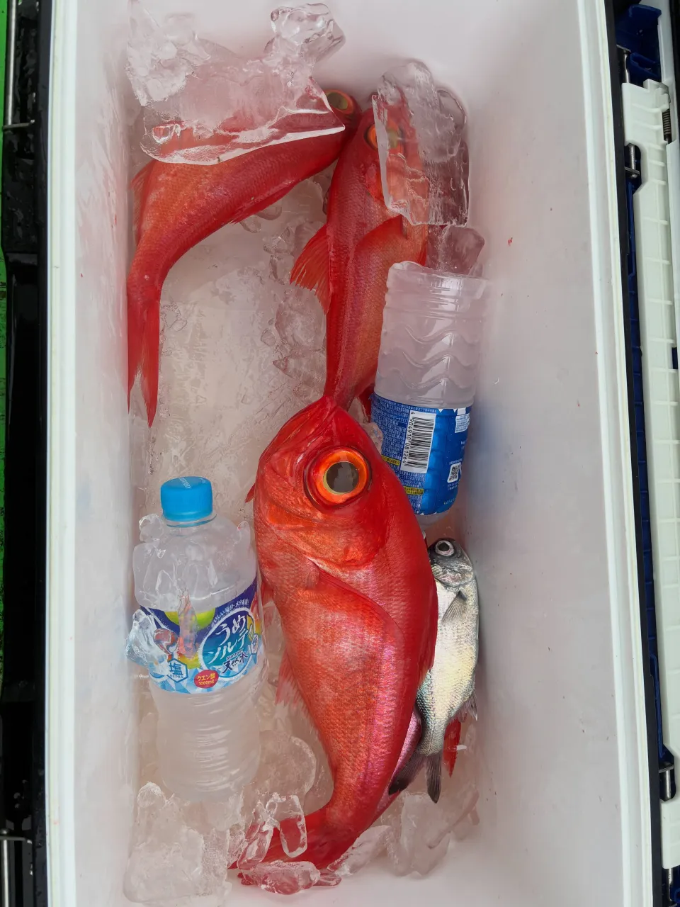 【乗合中深海、根魚五目船】