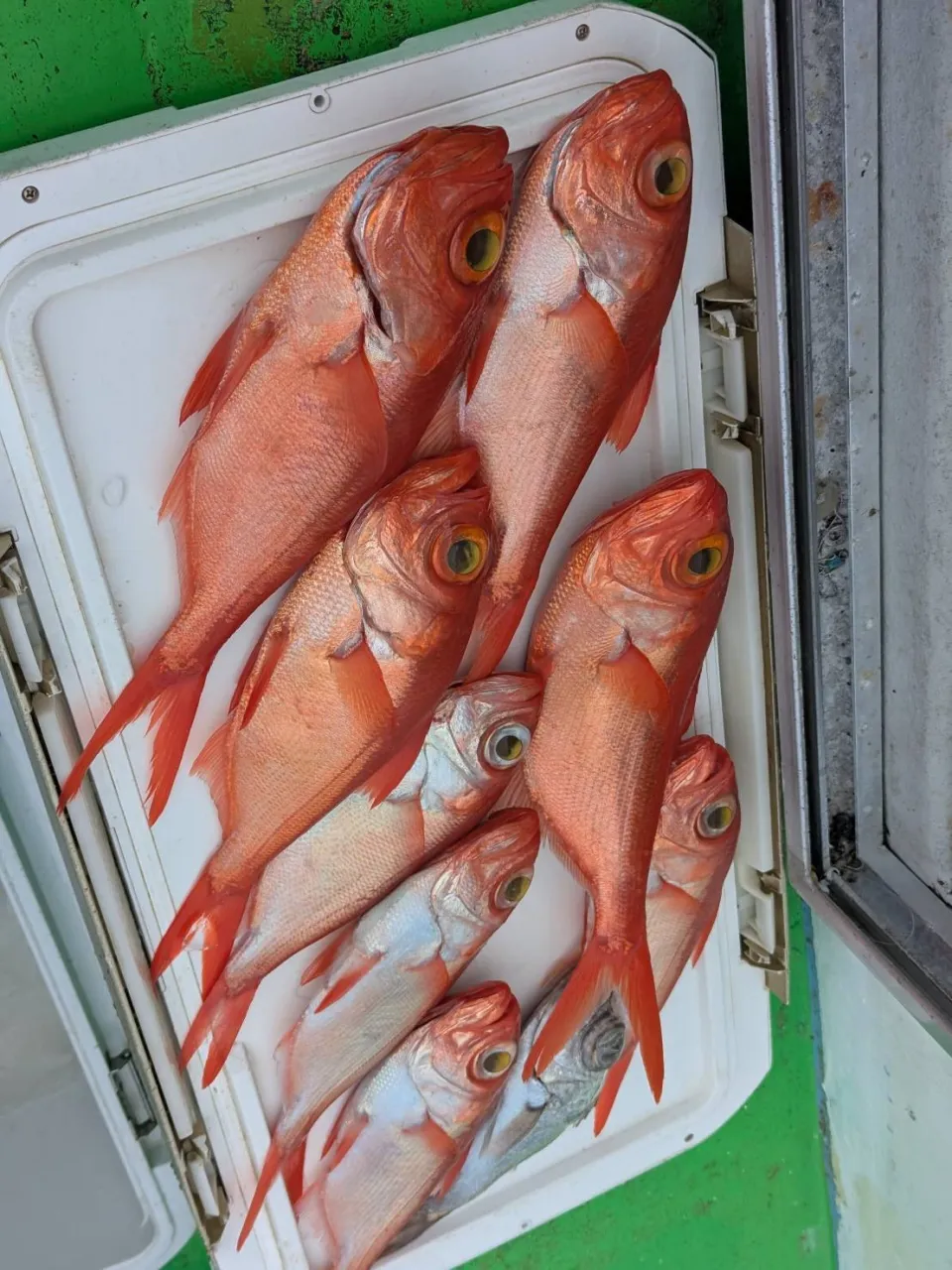 【仕立中深海、根魚五目船】