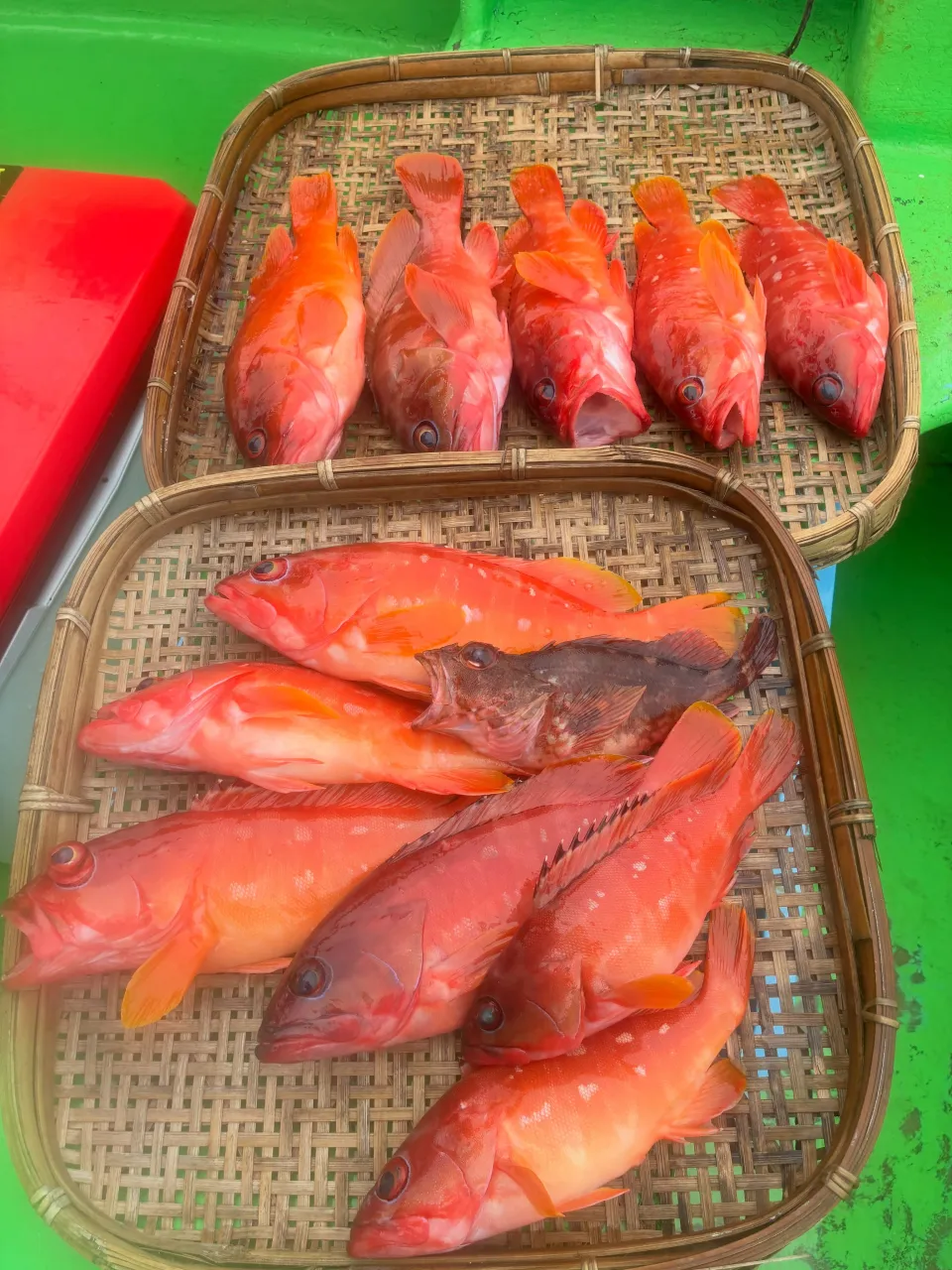【仕立浅場根魚船】