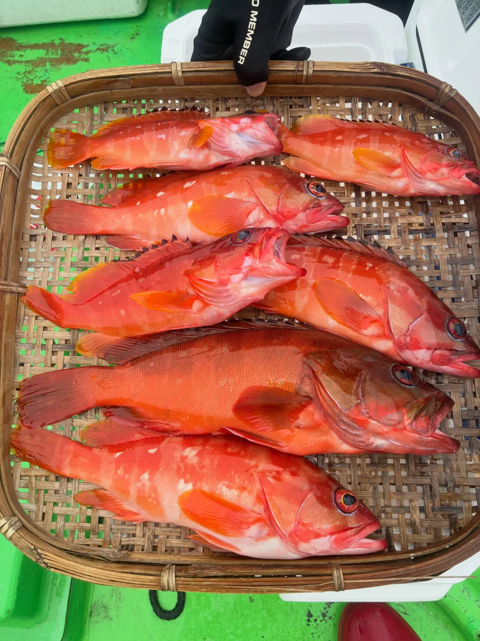【仕立浅場根魚船】